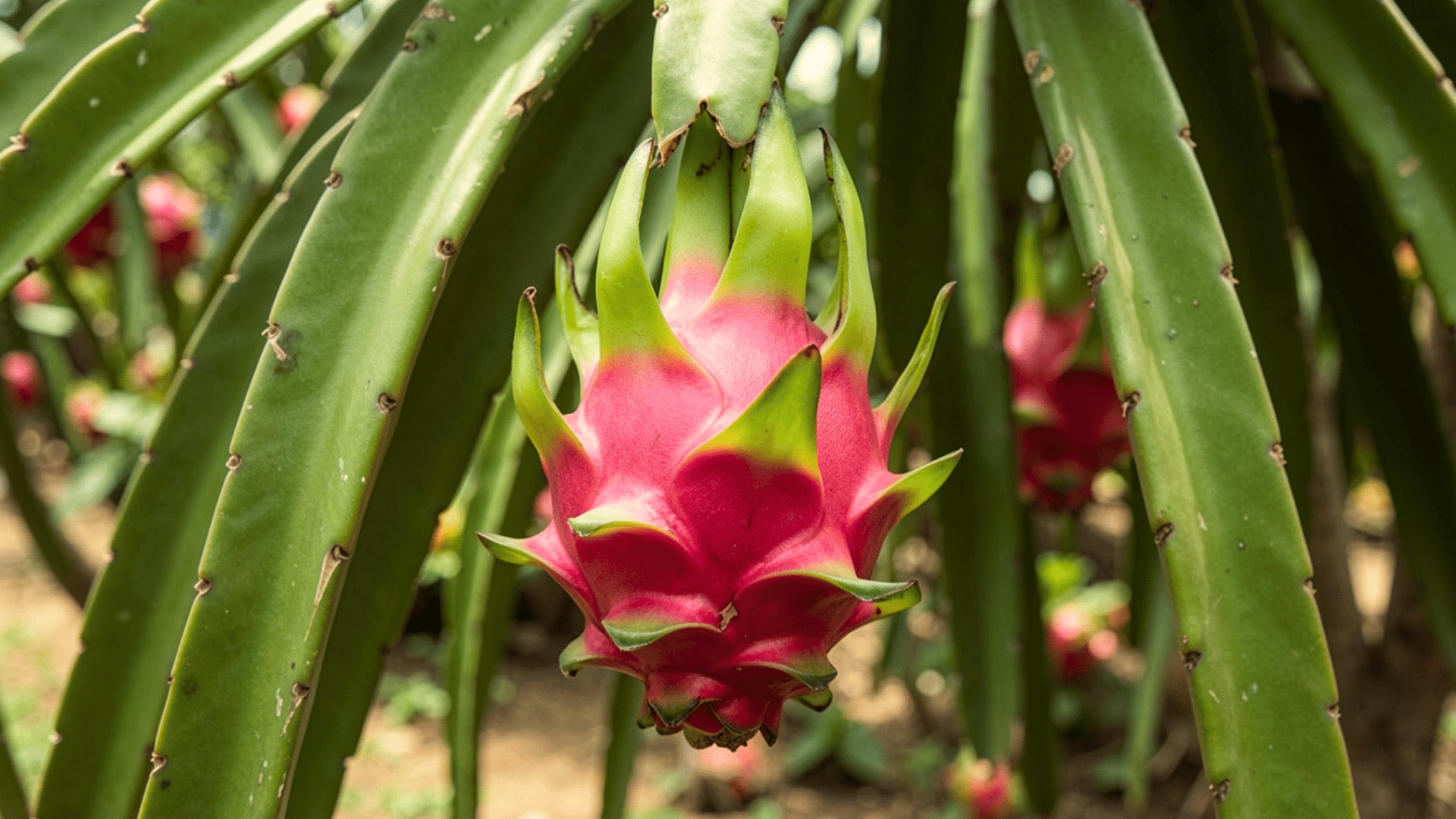 Ripe dragon fruit hanging on cactus stem ready for harvest.