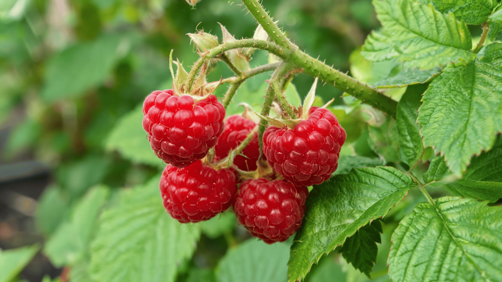 Growing raspberries starts with proper planting.