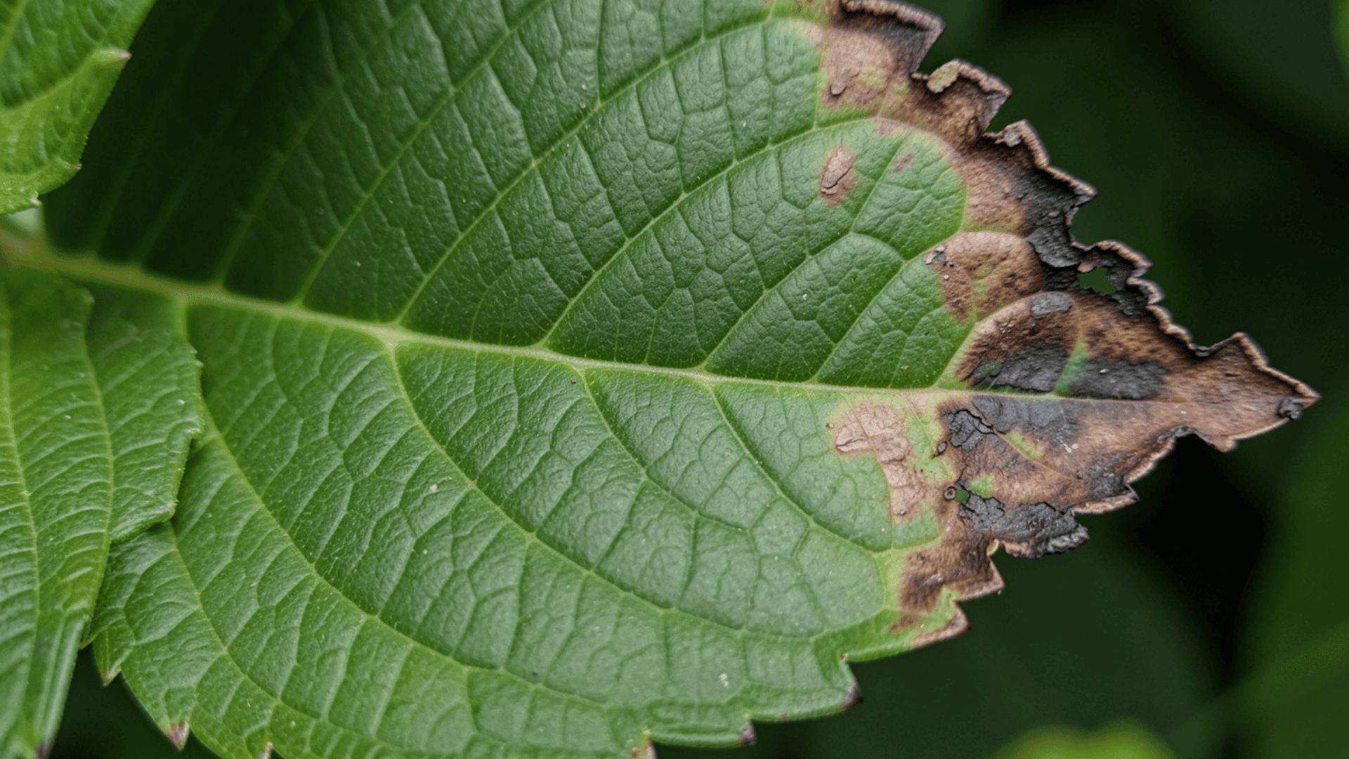 hydrangea leaf scorch sun damage