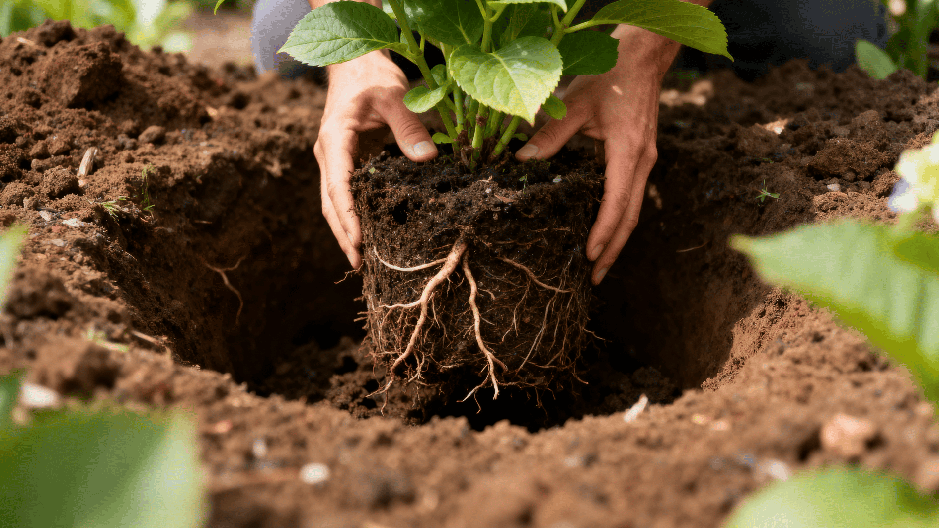 hydrangea placed into prepared planting hole by gardener hands adjusting soil level backyard garden natural light photo (1)