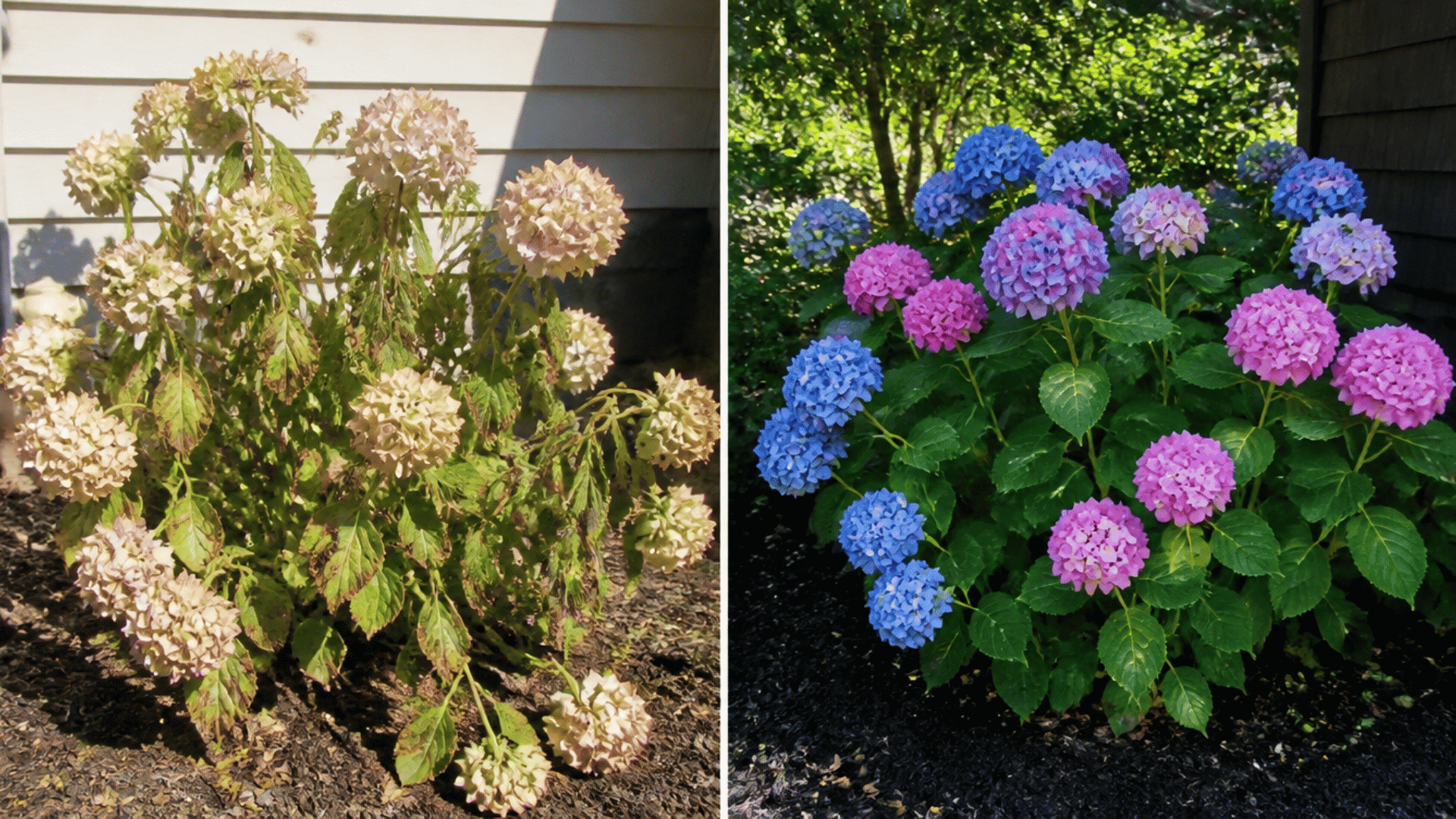 hydrangea sun vs shade plant health comparison