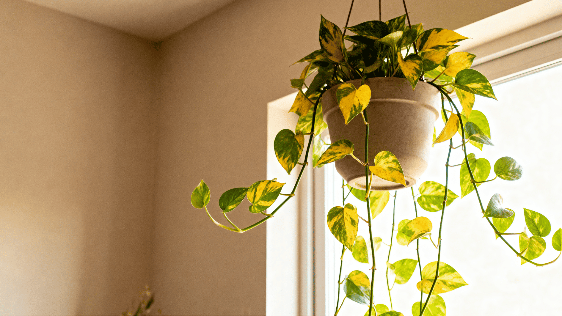 hyperrealistic indoor photo of golden pothos in hanging pot with trailing variegated leaves near bright window warm sunlight