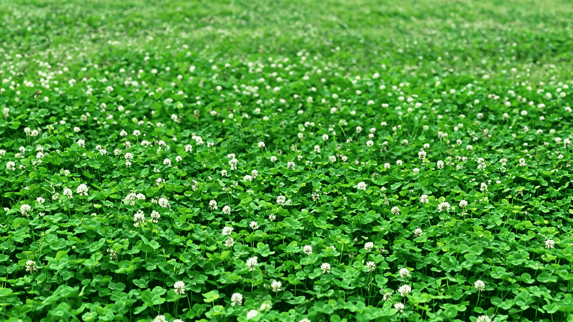 Mature clover lawn with dense green coverage and small white flowers across the surface