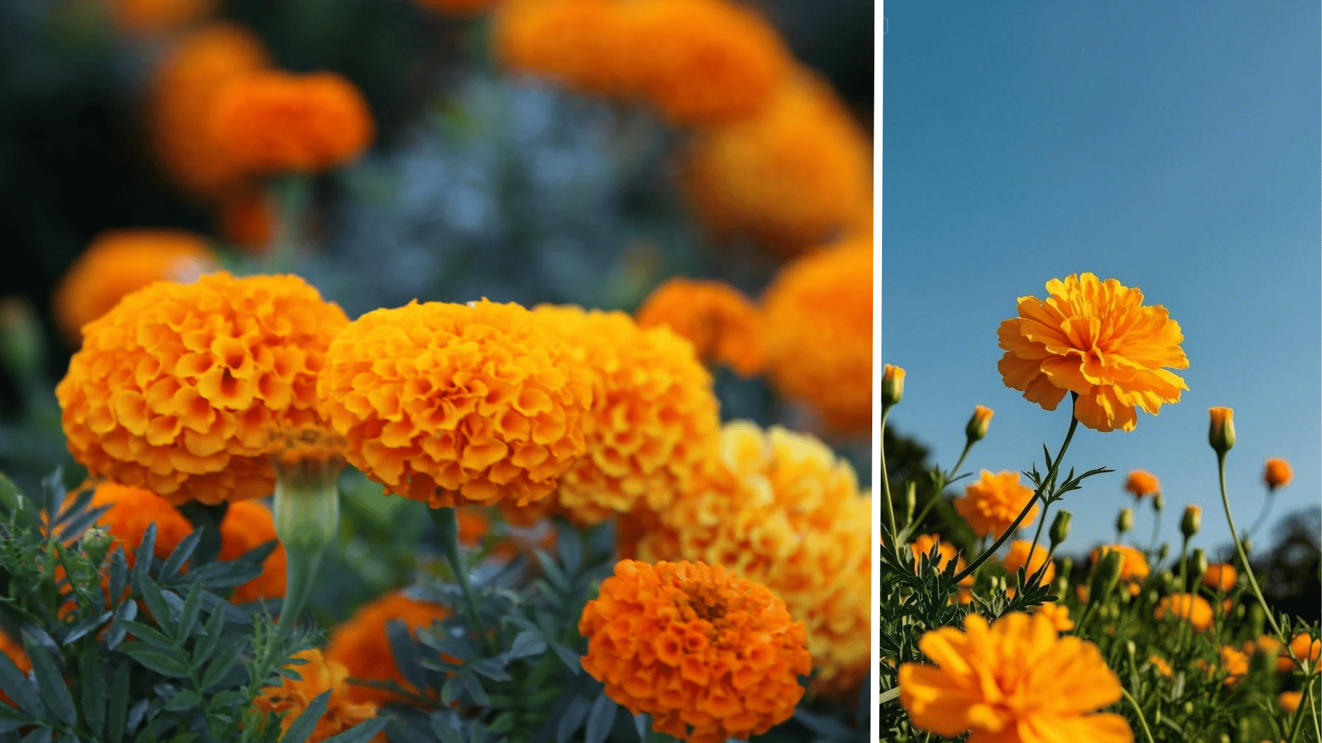 marigold flowers in full bloom, three types of marigold, bright coloured flowers for summer time.