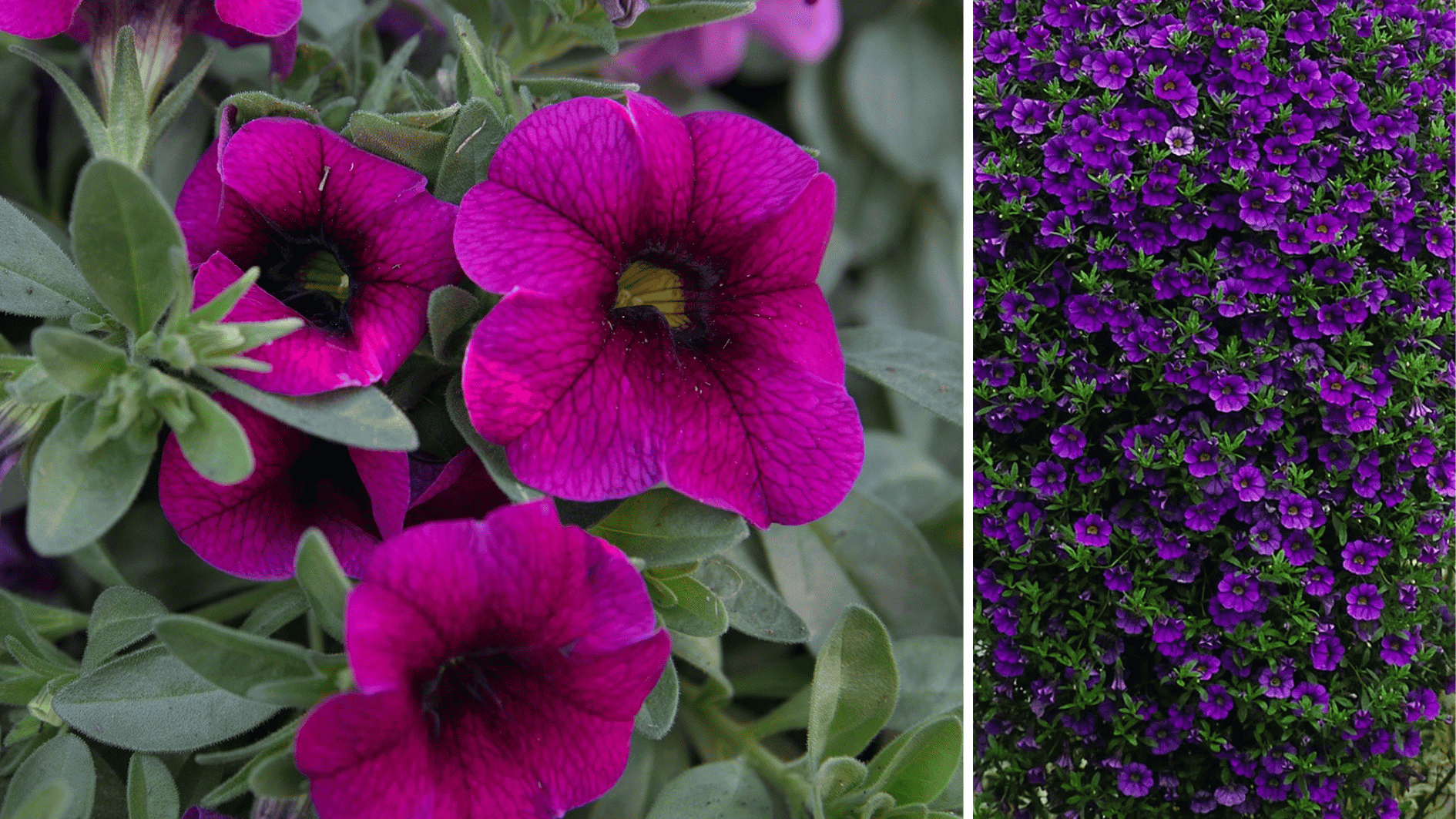 million bells flowers, bundle of small vibrant flowers together in bush like plant shape (1)