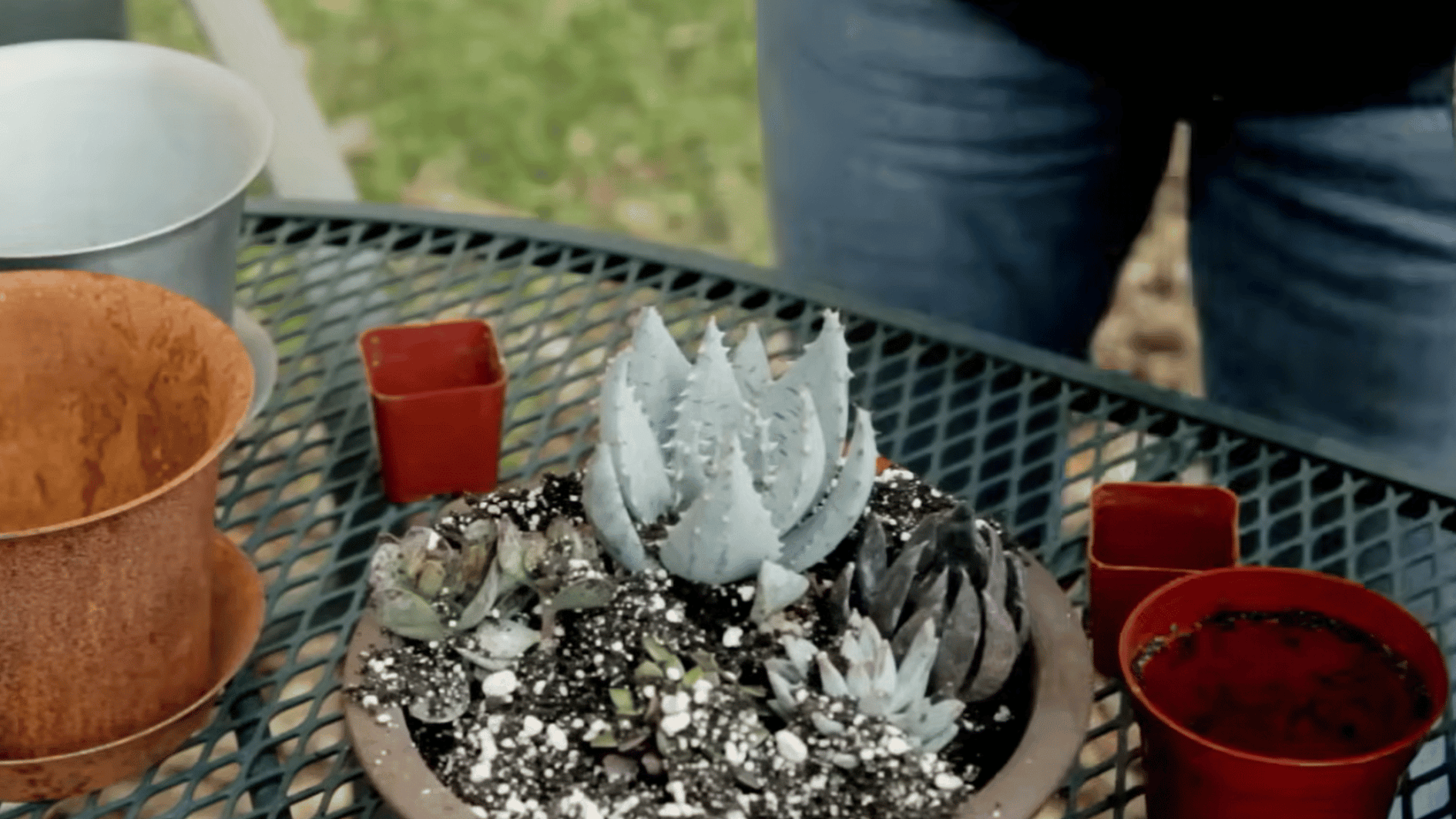 newly planted succulent container with multiple varieties arranged together