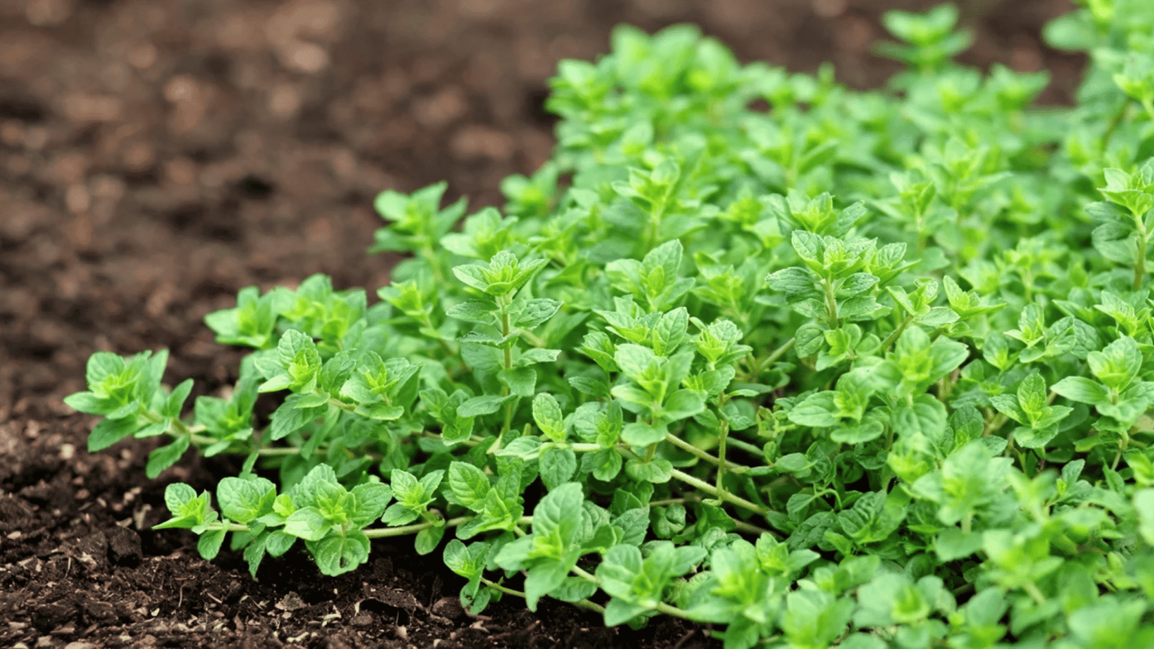 Green oregano plant growing in soil with dense leaves.