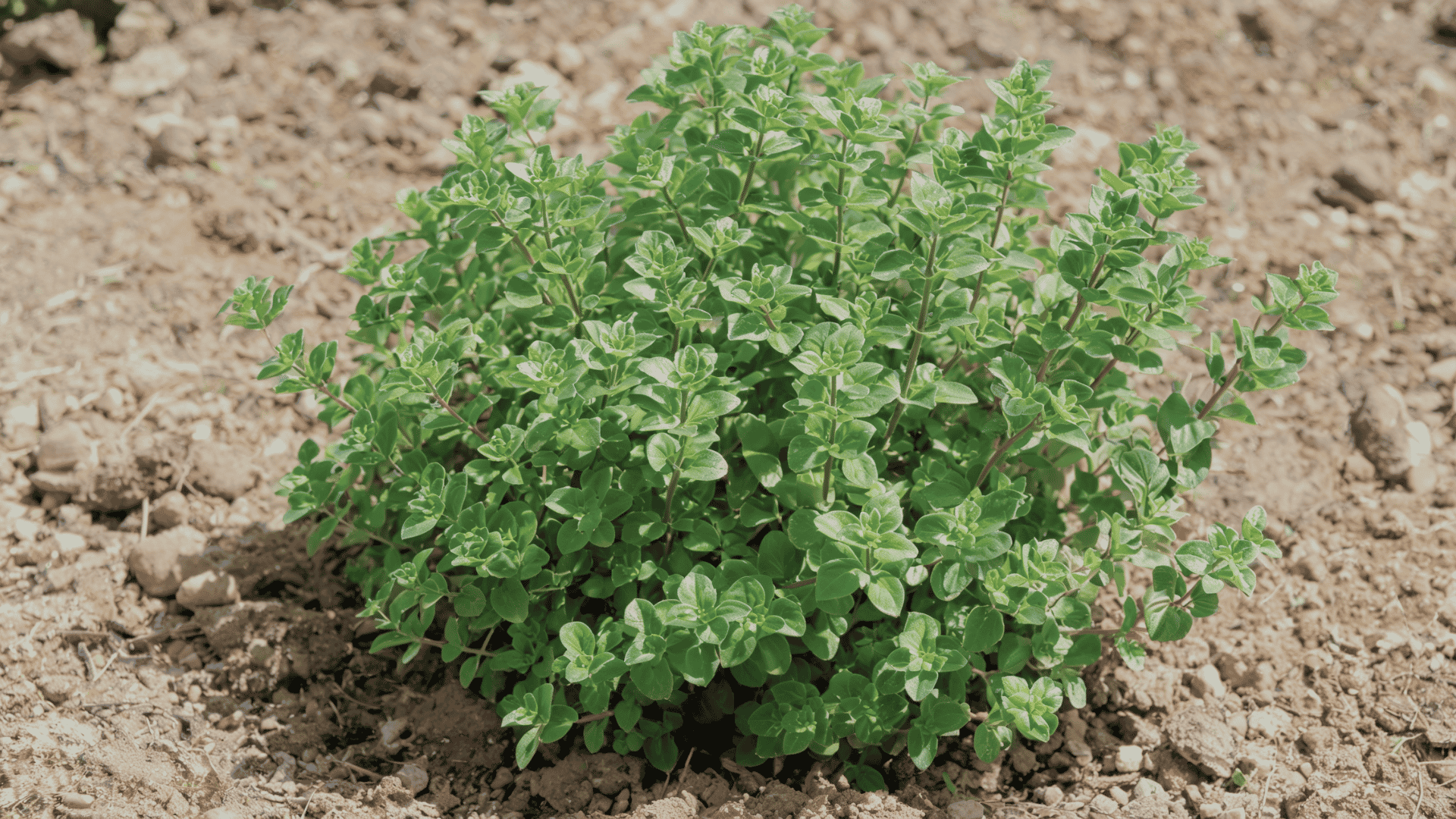 Oregano sprigs and a growing oregano plant with small green leaves in a garden setting.