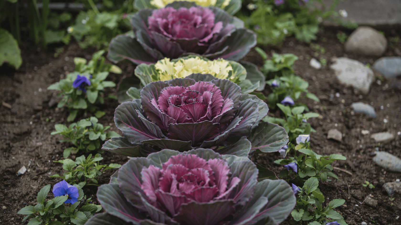Purple ornamental pansies growing in a garden bed with surrounding green foliage.