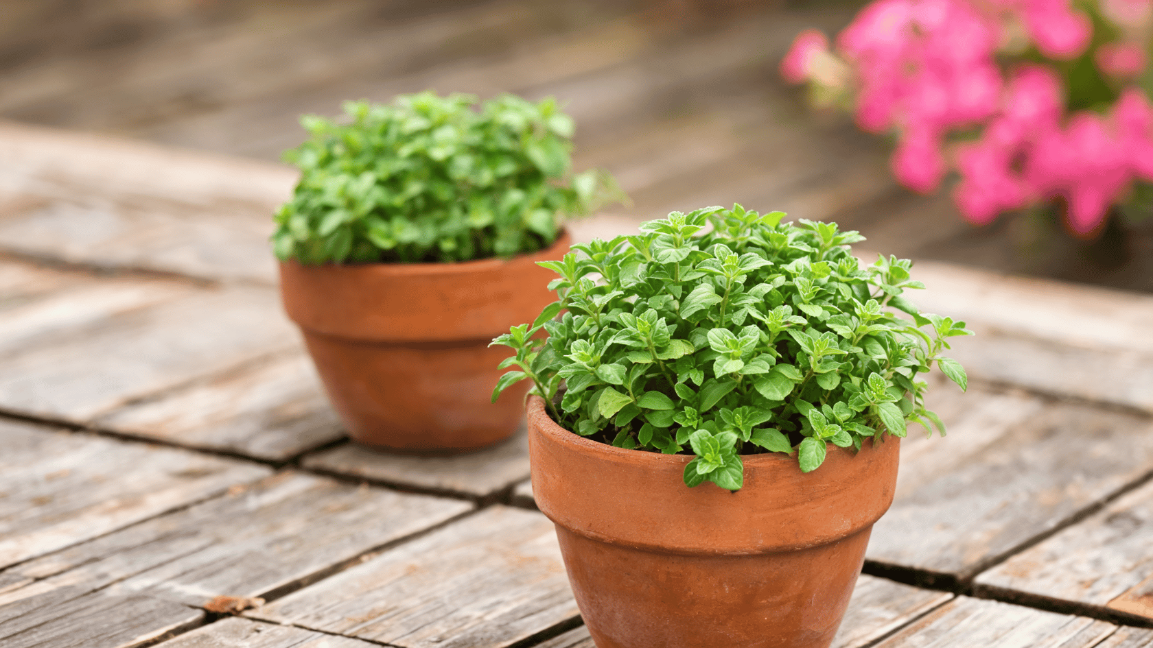 Potted parsley plants growing in terracotta pots on a wooden surface.