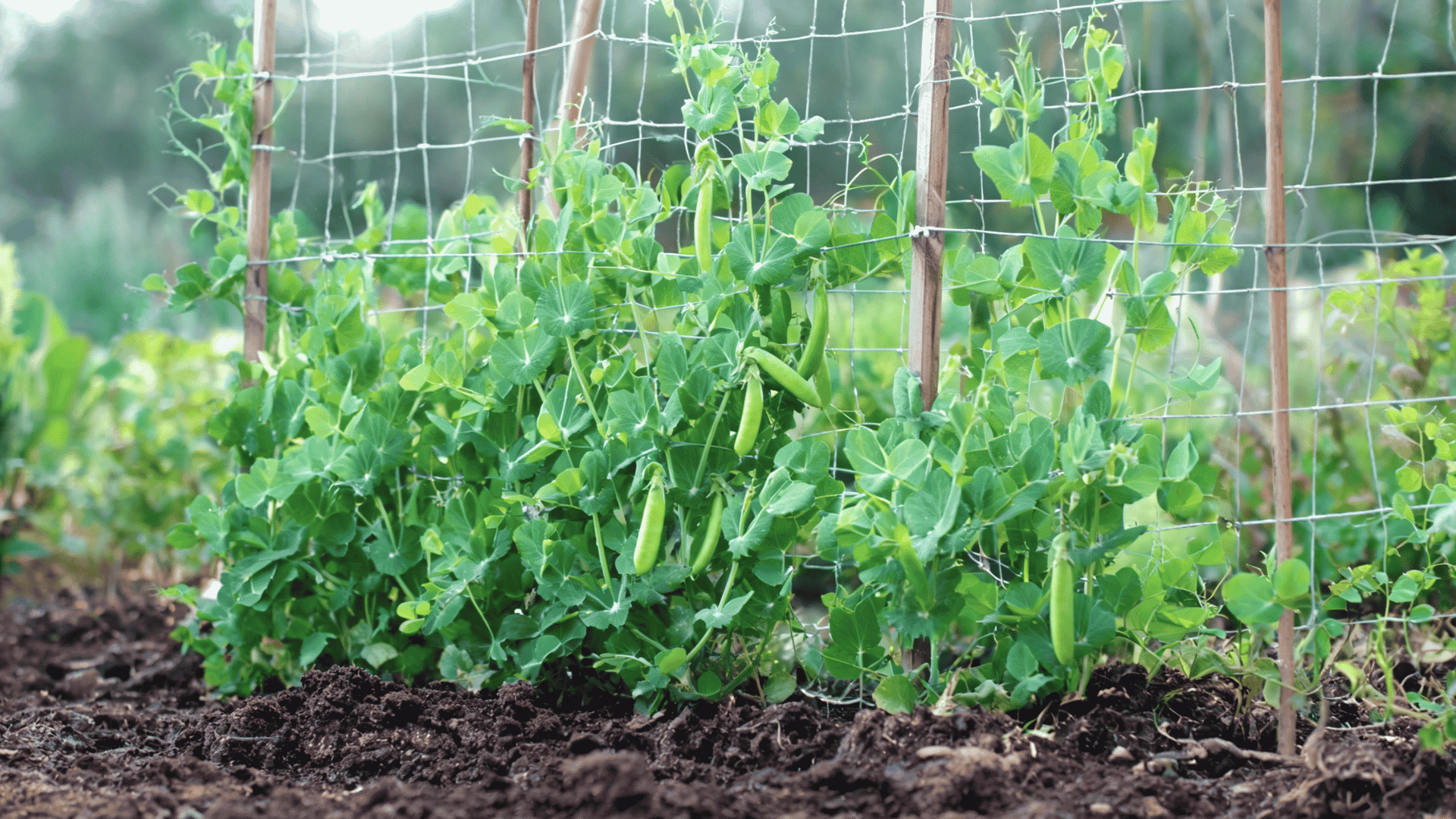 Pea plants with green vines and pods growing on a garden trellis.