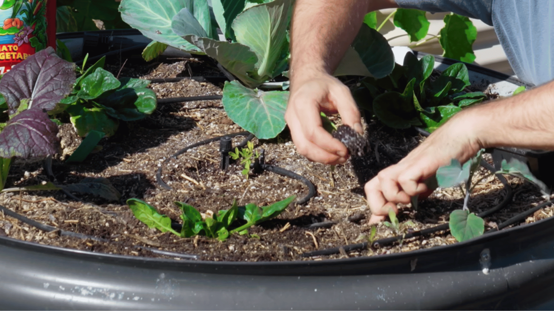person transplanting young spinach seedlings into raised garden bed with cabbage plants nearby