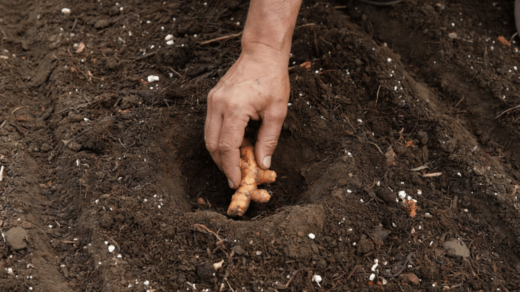 Hand placing turmeric rhizome into a prepared hole in rich garden soil.