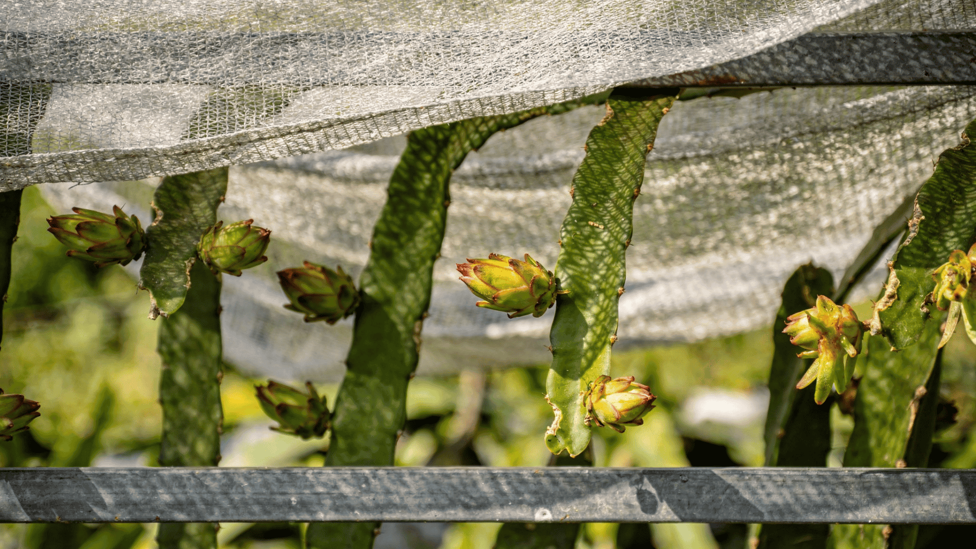Young dragon fruit plant under shade cover protecting from direct sunlight.