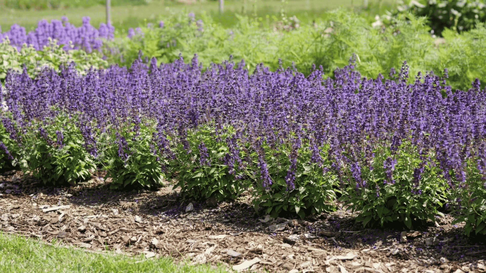 Purple perennial flowers in a garden bed showing how do perennials come back every year.
