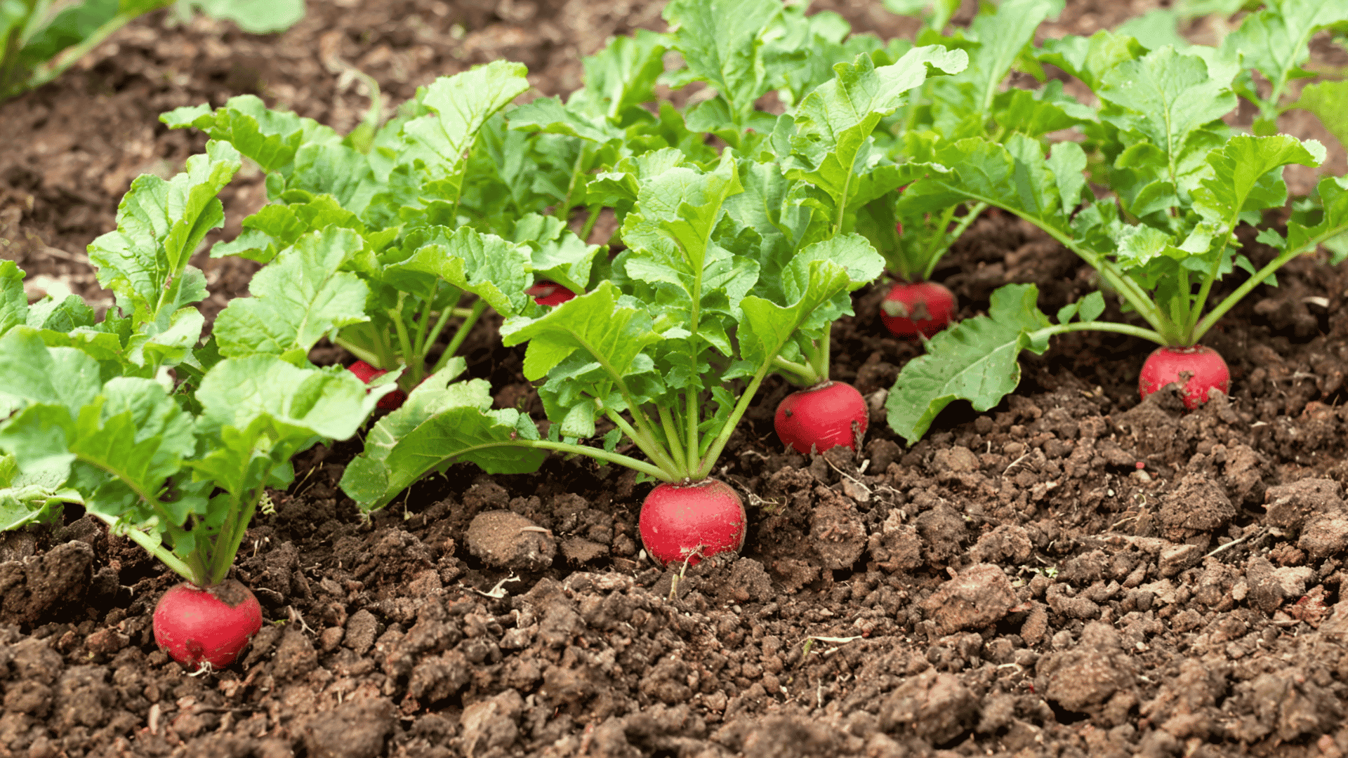 Radish plants with green leaves and round roots growing in garden soil.