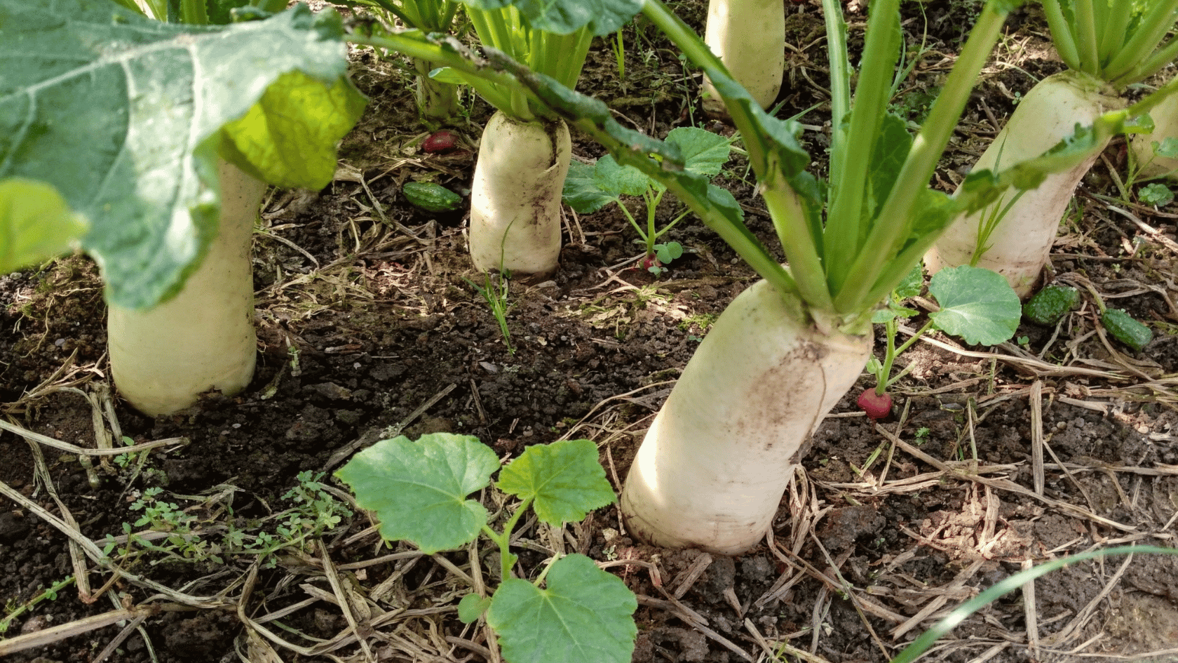 Radish plants growing between young cucumber vines in a vegetable garden bed