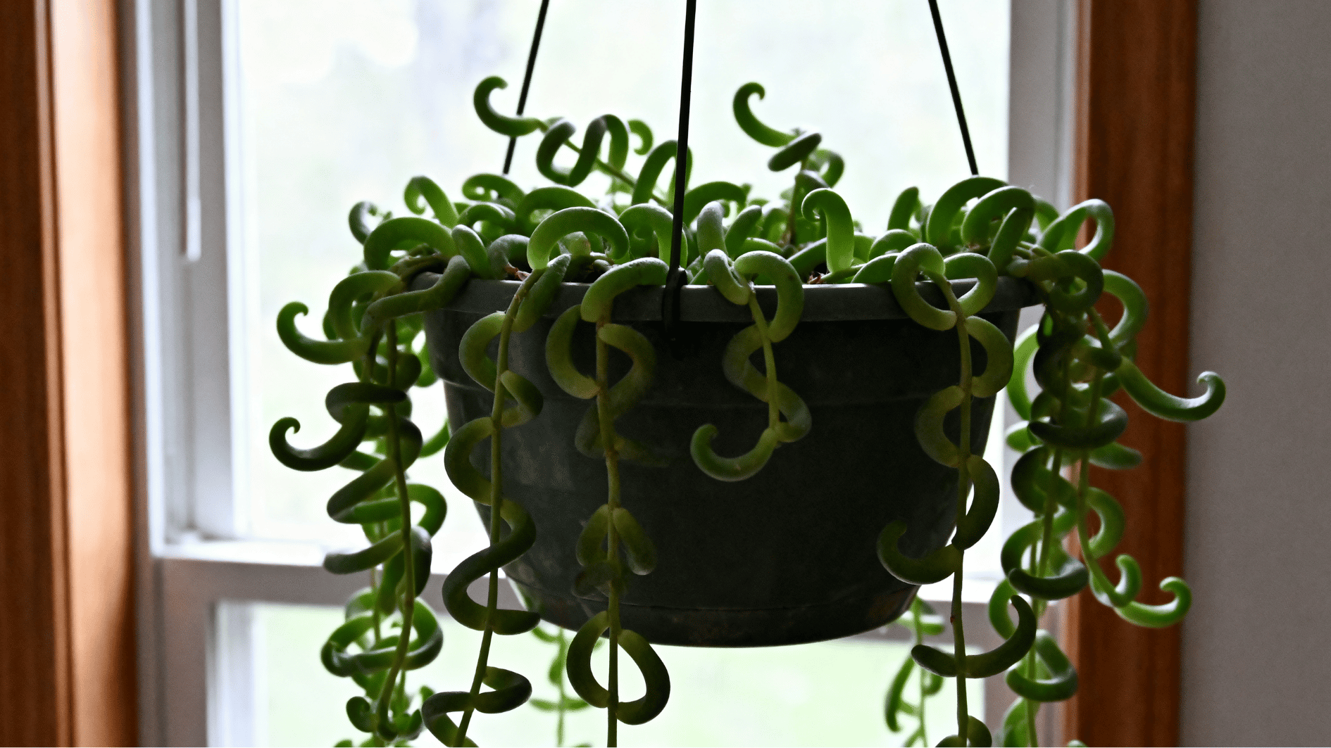 real life indoor smartphone photo of string of bananas succulent in hanging pot, curled green leaves trailing near window light