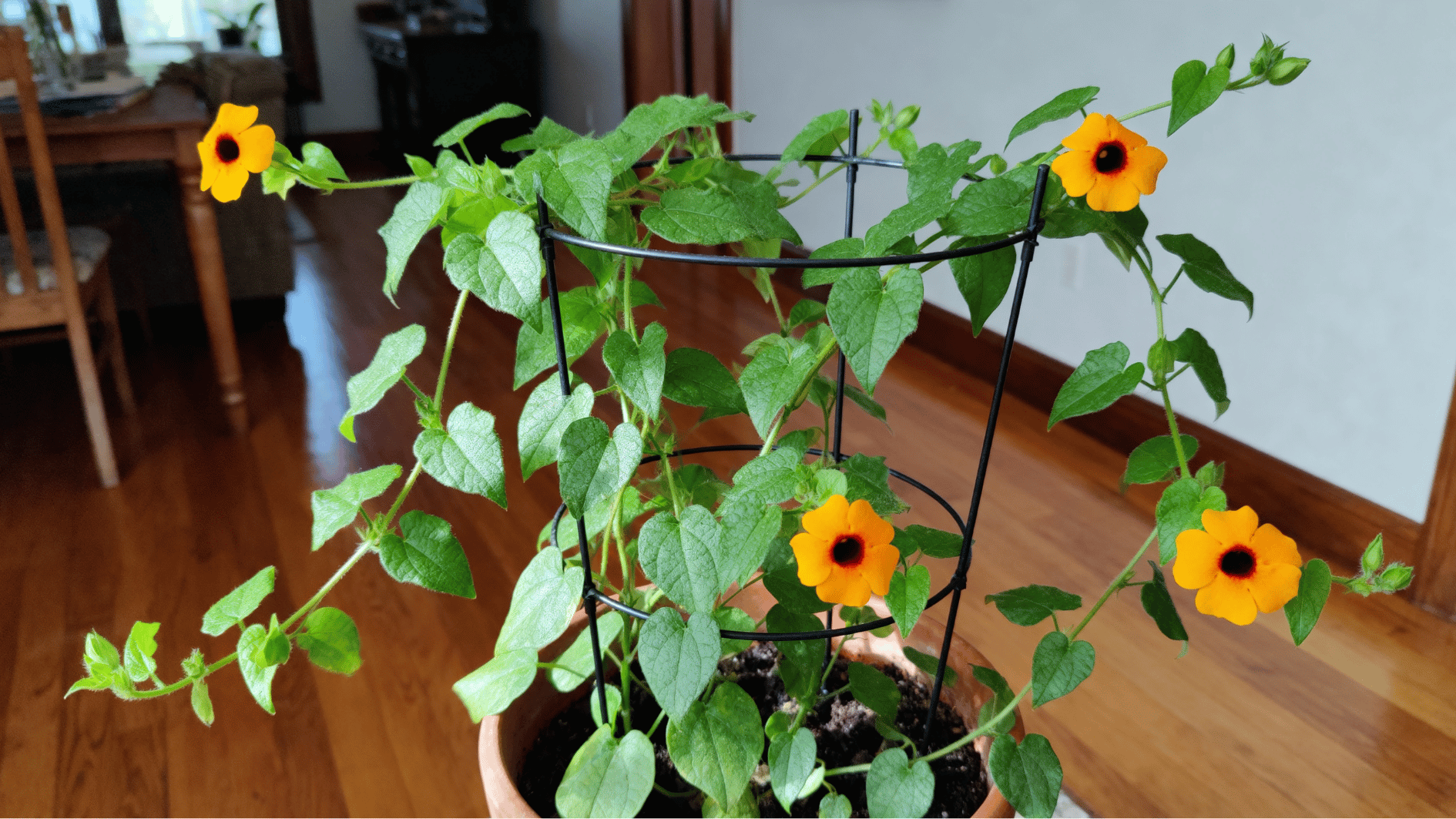 real life unedited indoor smartphone photo of black-eyed susan vine in pot with trellis orange flowers near window leaves light