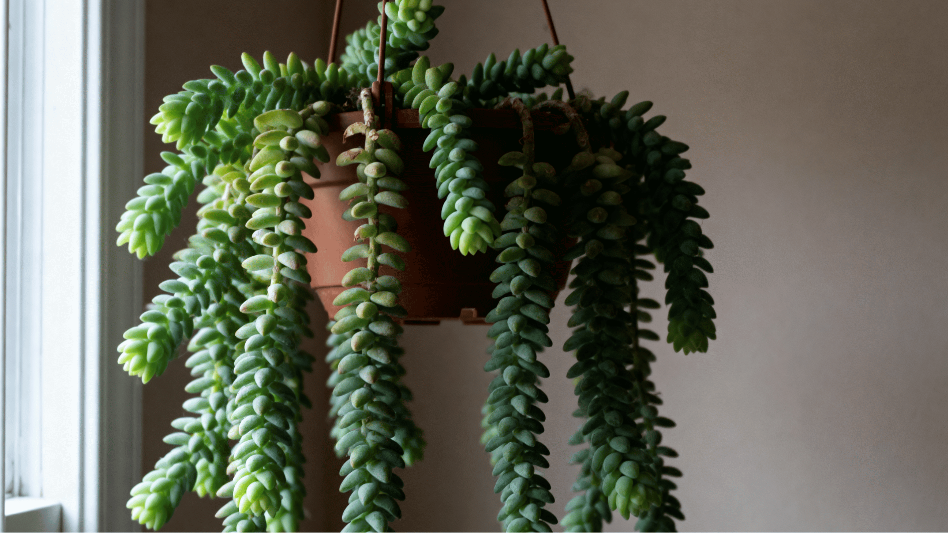 real-life unedited indoor smartphone photo of burro’s tail succulent in hanging pot near window light thick trailing stems fleshy leaves leaves