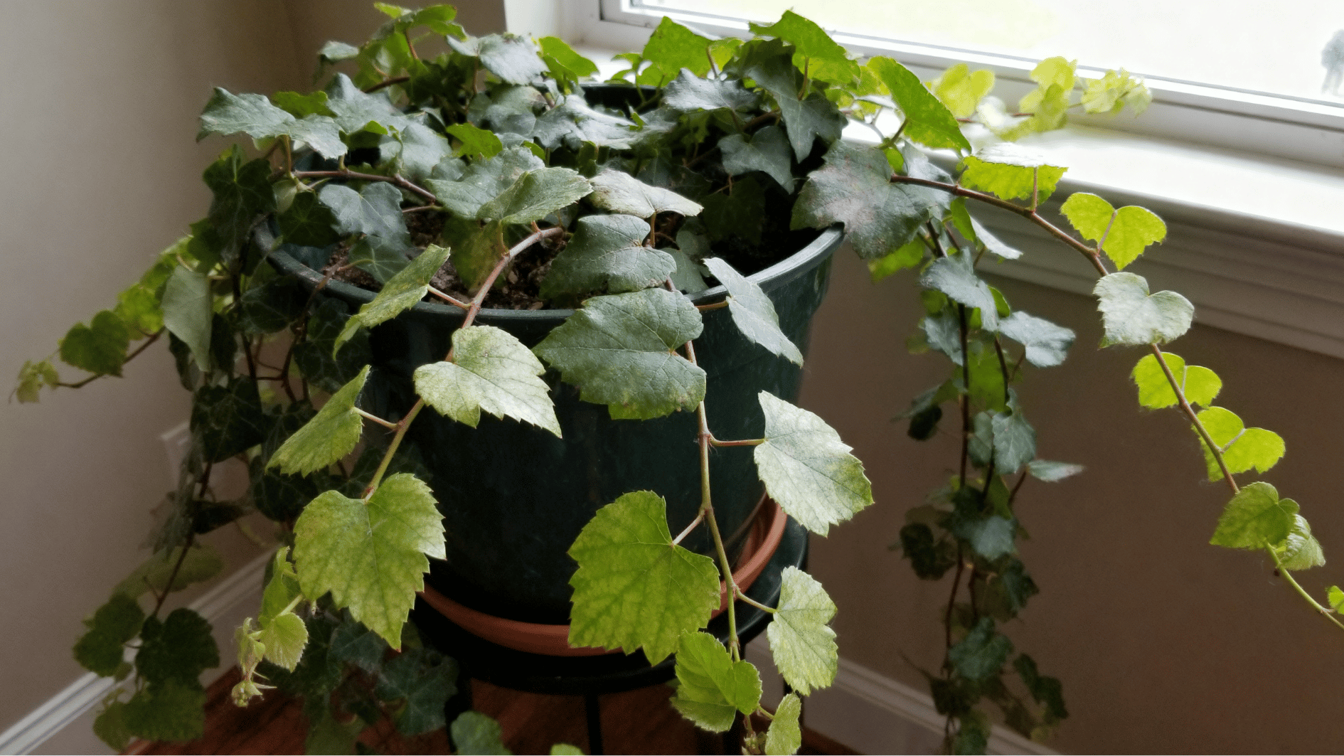 real life unedited indoor smartphone photo of grape ivy (cissus rhombifolia) trailing vine in pot near window natural light