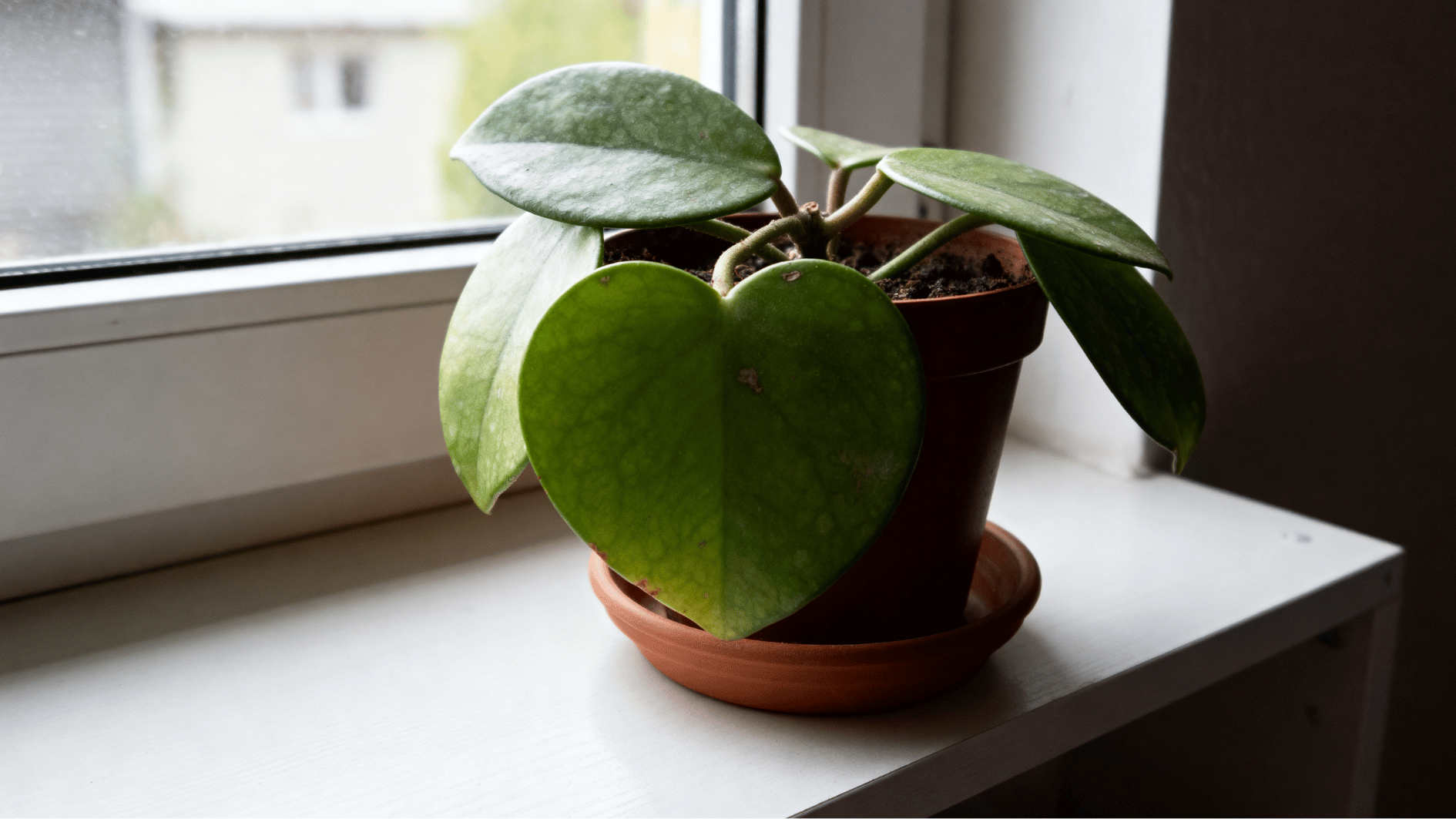 real life unedited indoor smartphone photo of hoya kerrii plant in small pot with heart-shaped leaves on shelf near window light