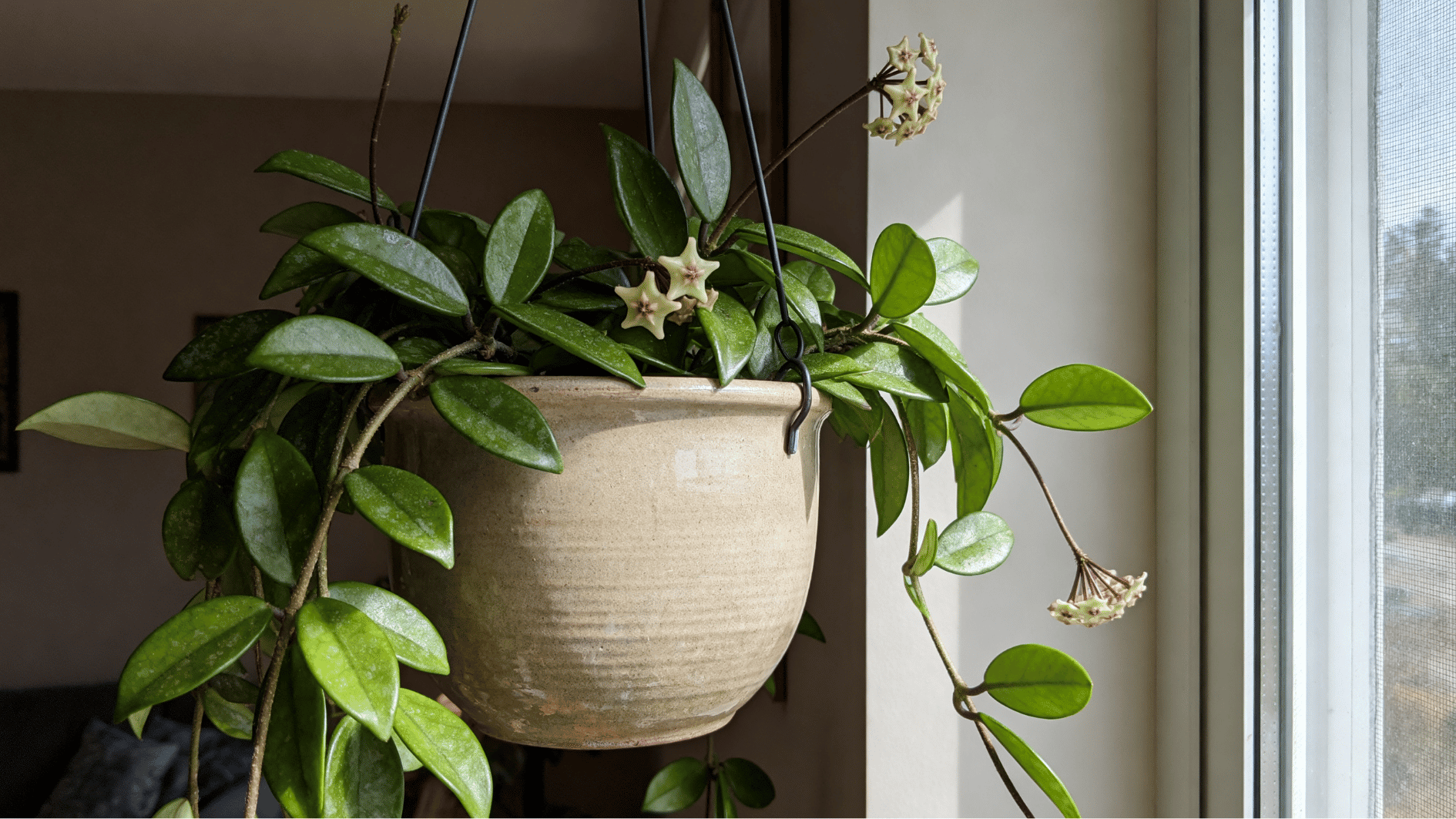real life unedited indoor smartphone photo of hoya wax plant in hanging ceramic pot near window waxy leaves star flowers daylight