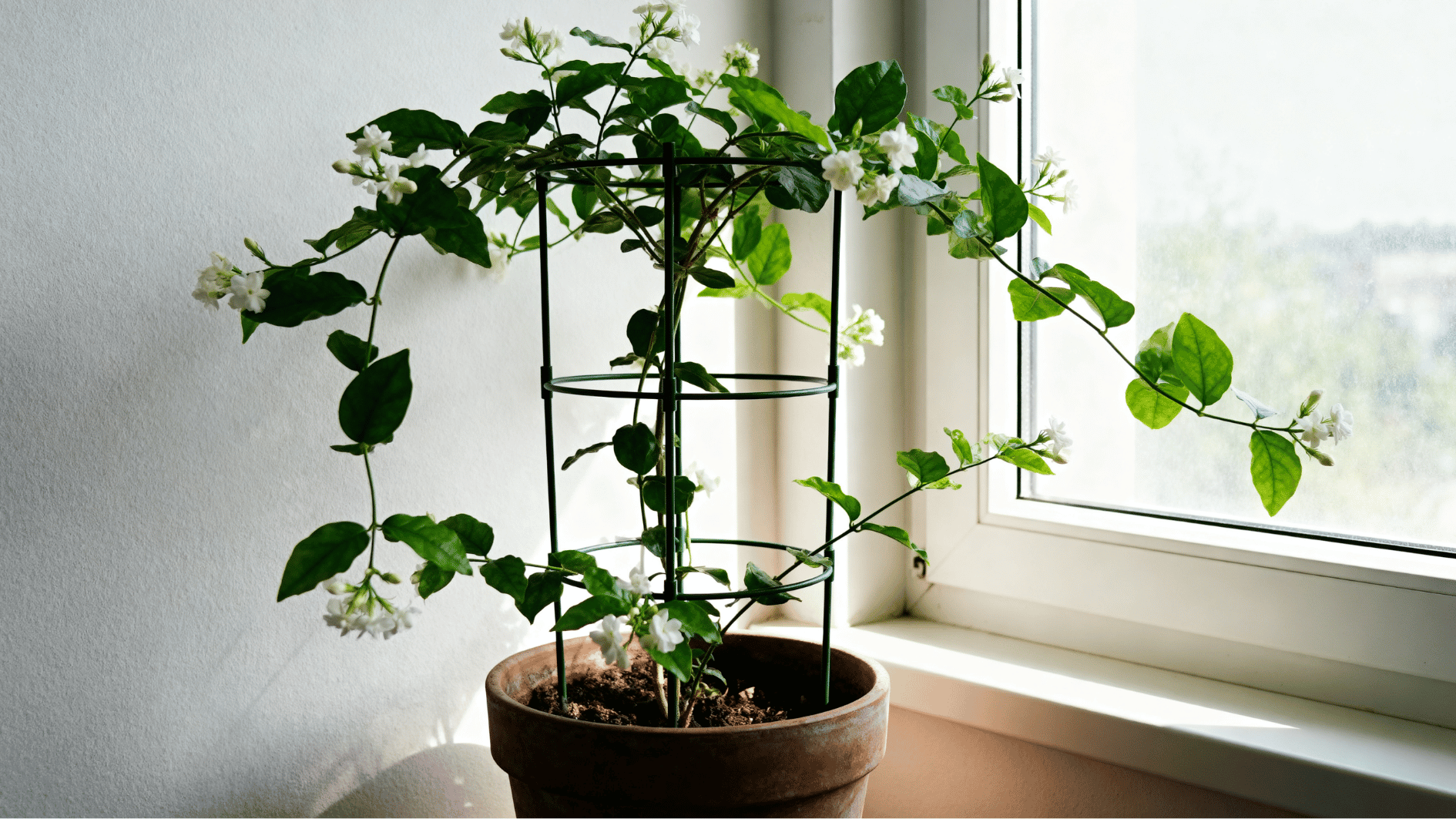real life unedited indoor smartphone photo of jasmine vine in pot with small trellis near bright window white flowers vines leaves
