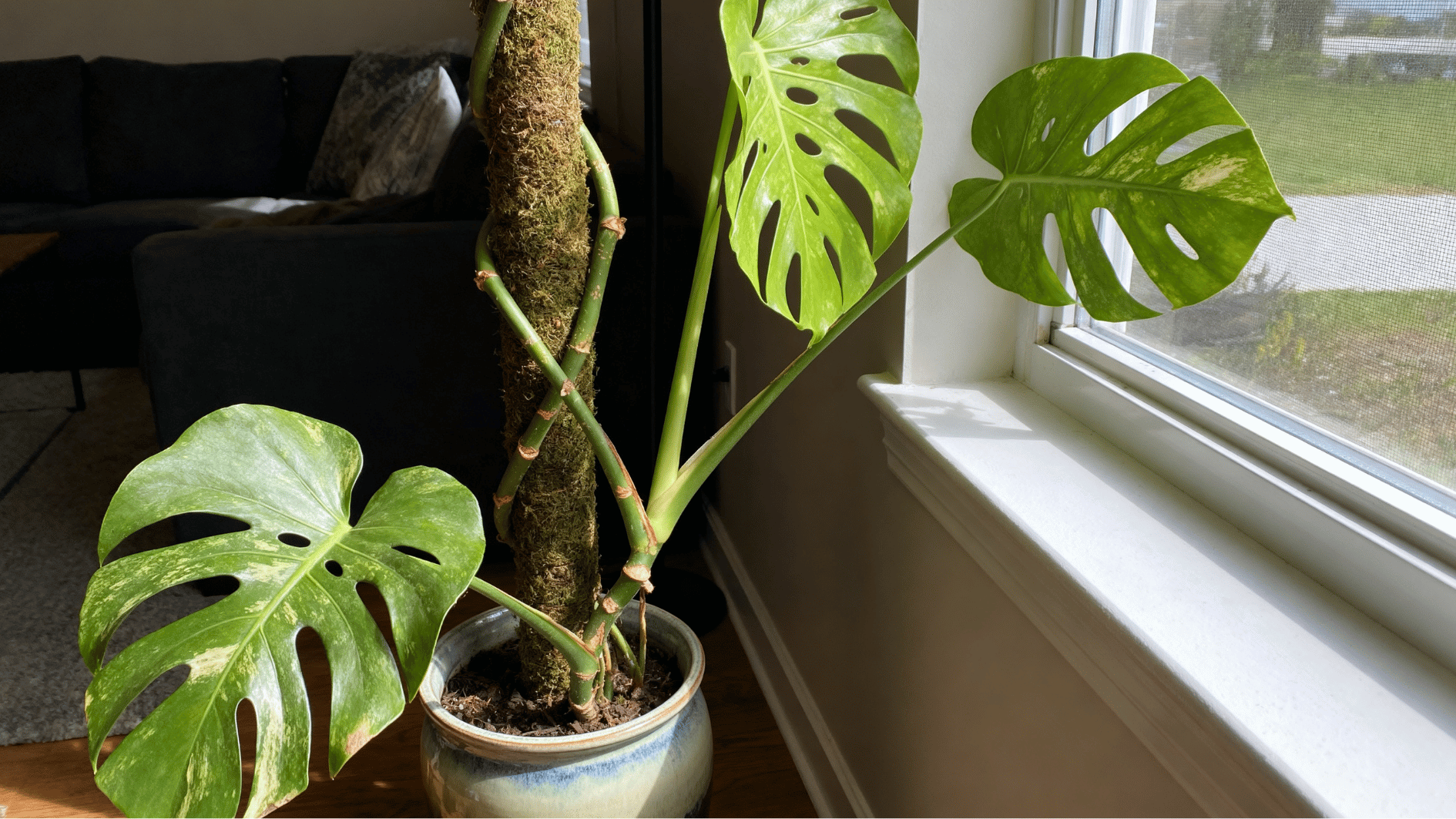 real life unedited indoor smartphone photo of monstera adansonii in ceramic pot with moss pole near window light fenestrated leaf