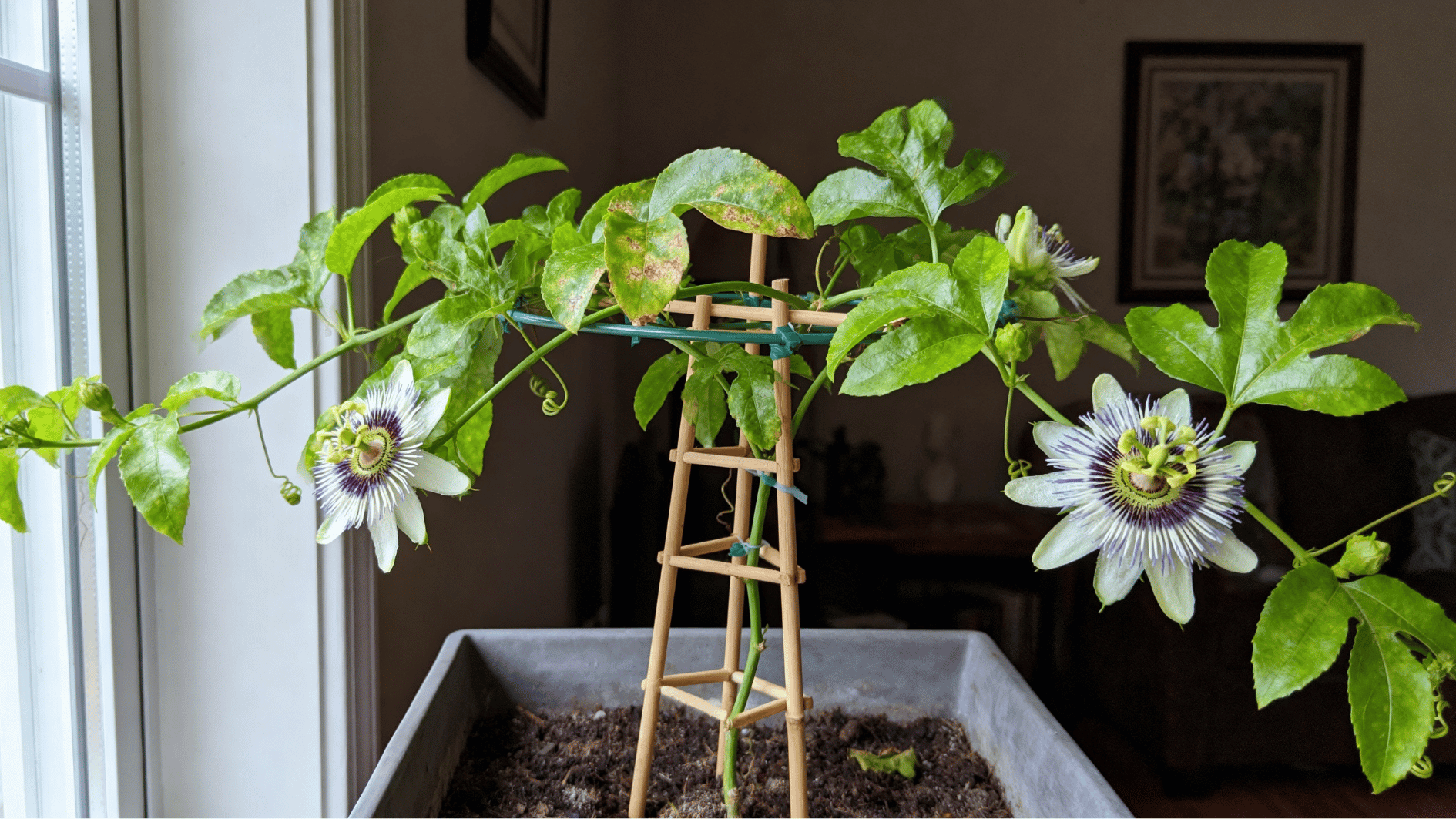 real life unedited indoor smartphone photo of passionflower vine in planter with trellis near window green foliage passionflower bloom