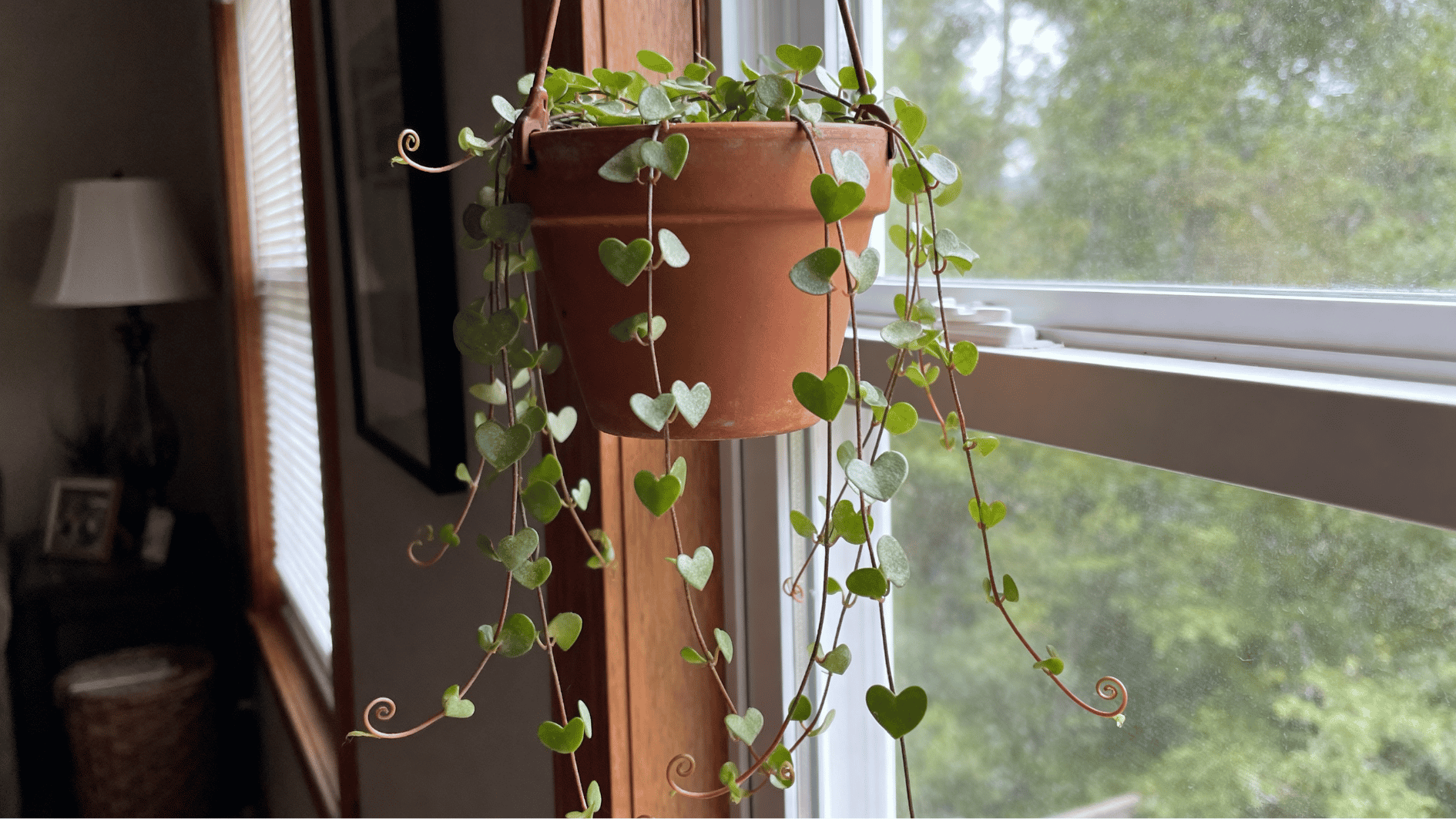 real life unedited indoor smartphone photo of string of hearts plant in hanging pot near window light thin trailing vines heart leaves leaves