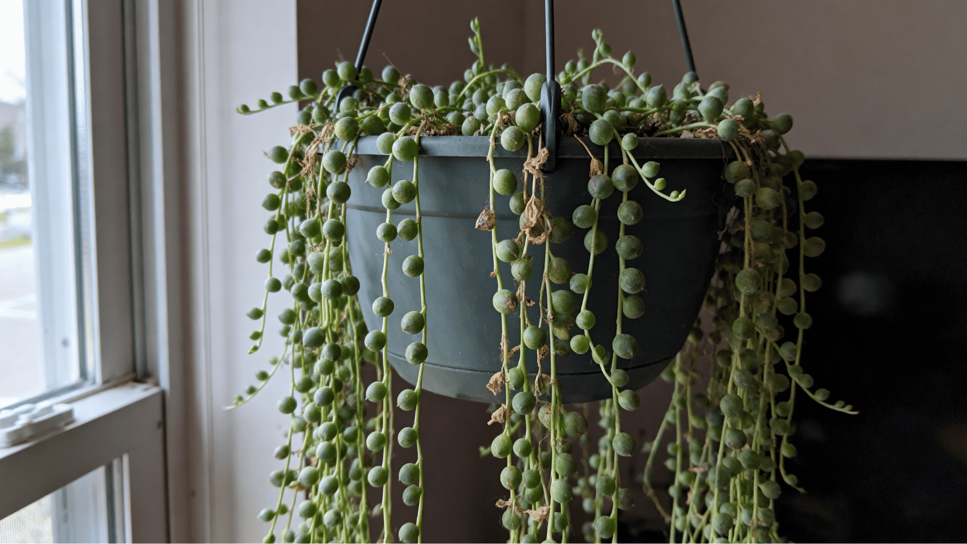 real life unedited indoor smartphone photo of string of pearls succulent in hanging pot near window light trailing stems slight dryness