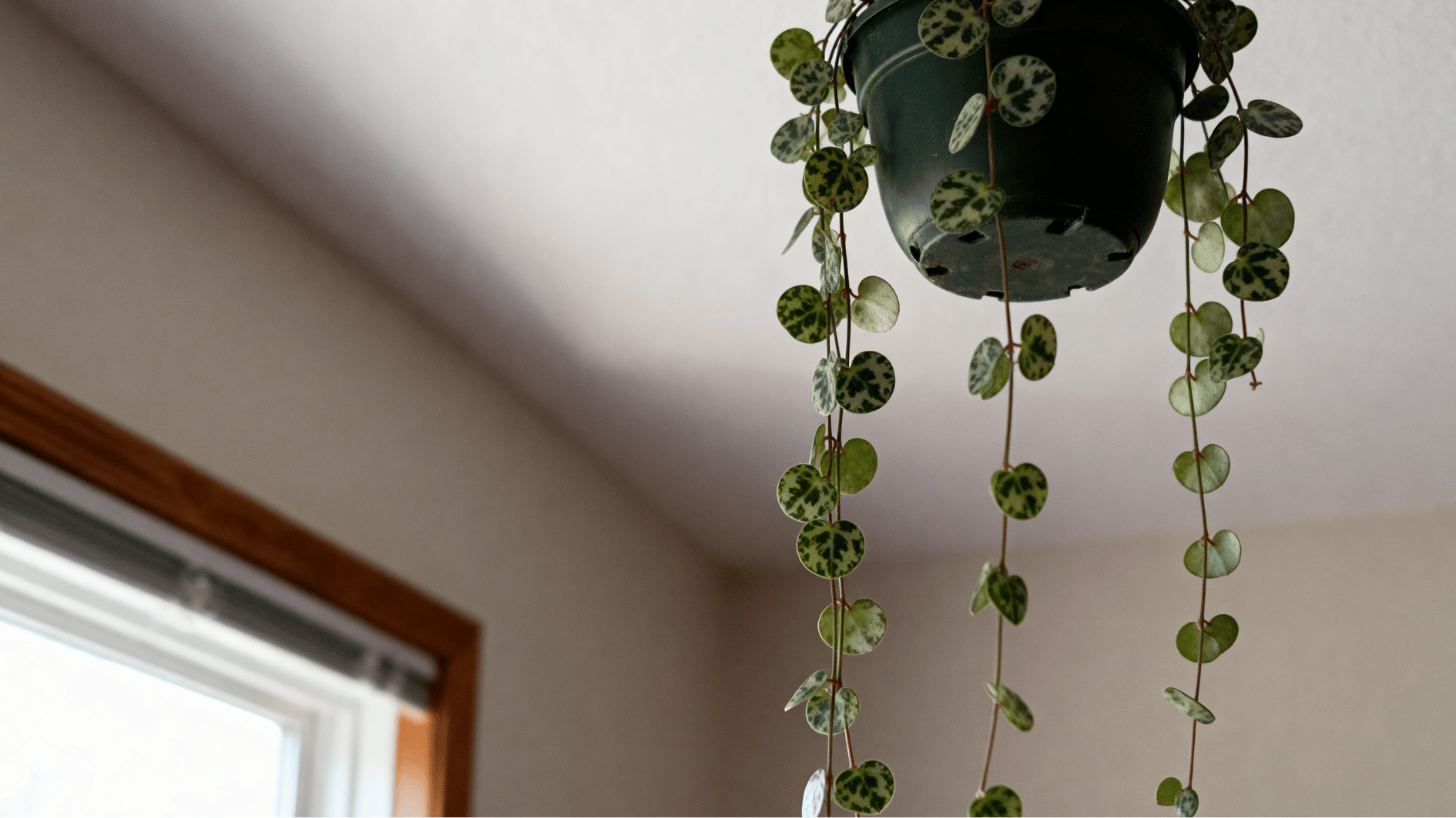 real life unedited indoor smartphone photo of string of turtles peperomia in hanging pot near window light patterned round leaves trailing stems