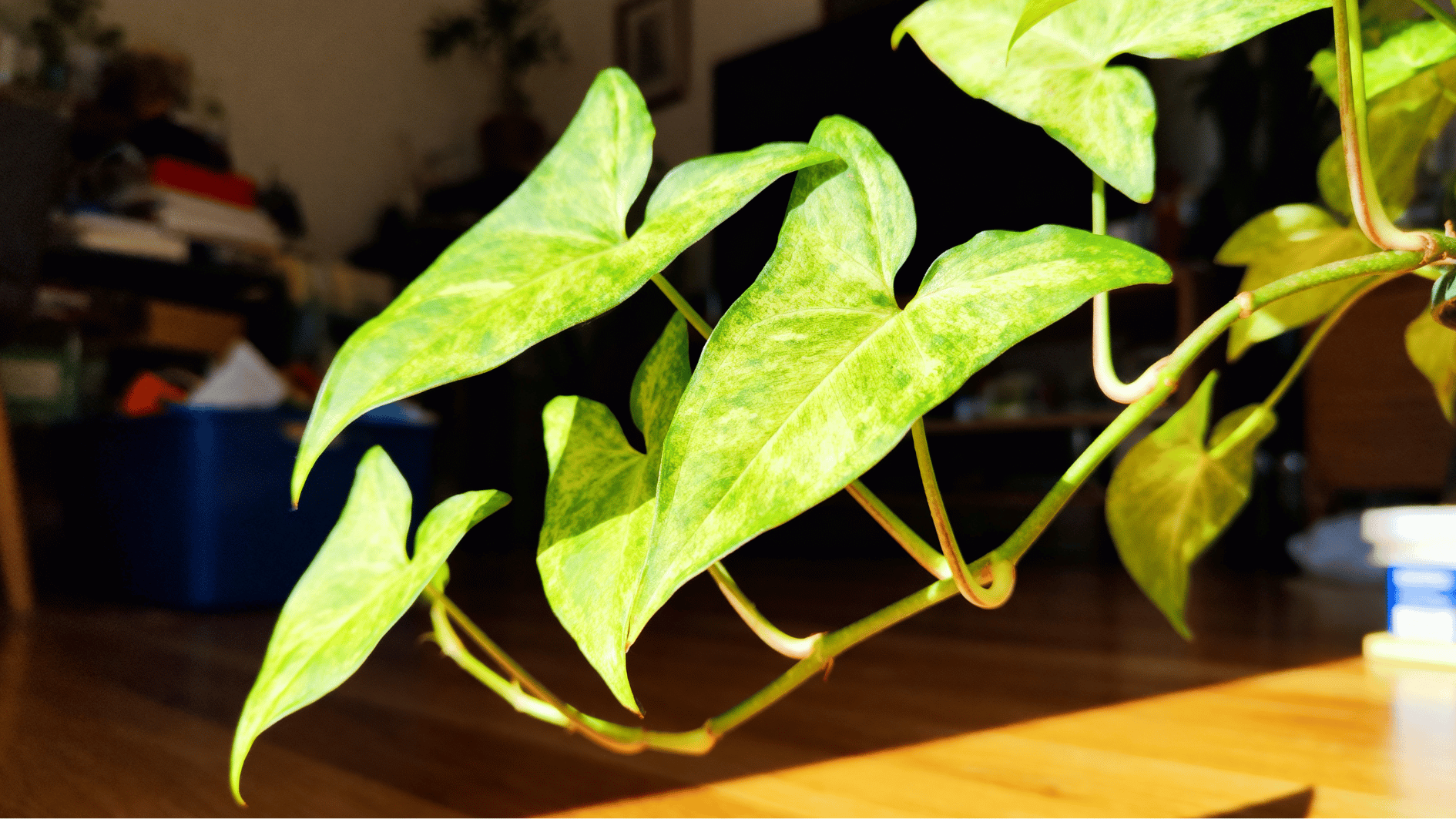 real life unedited indoor smartphone photo of syngonium arrowhead plant in pot with trellis near window green leaves soft light