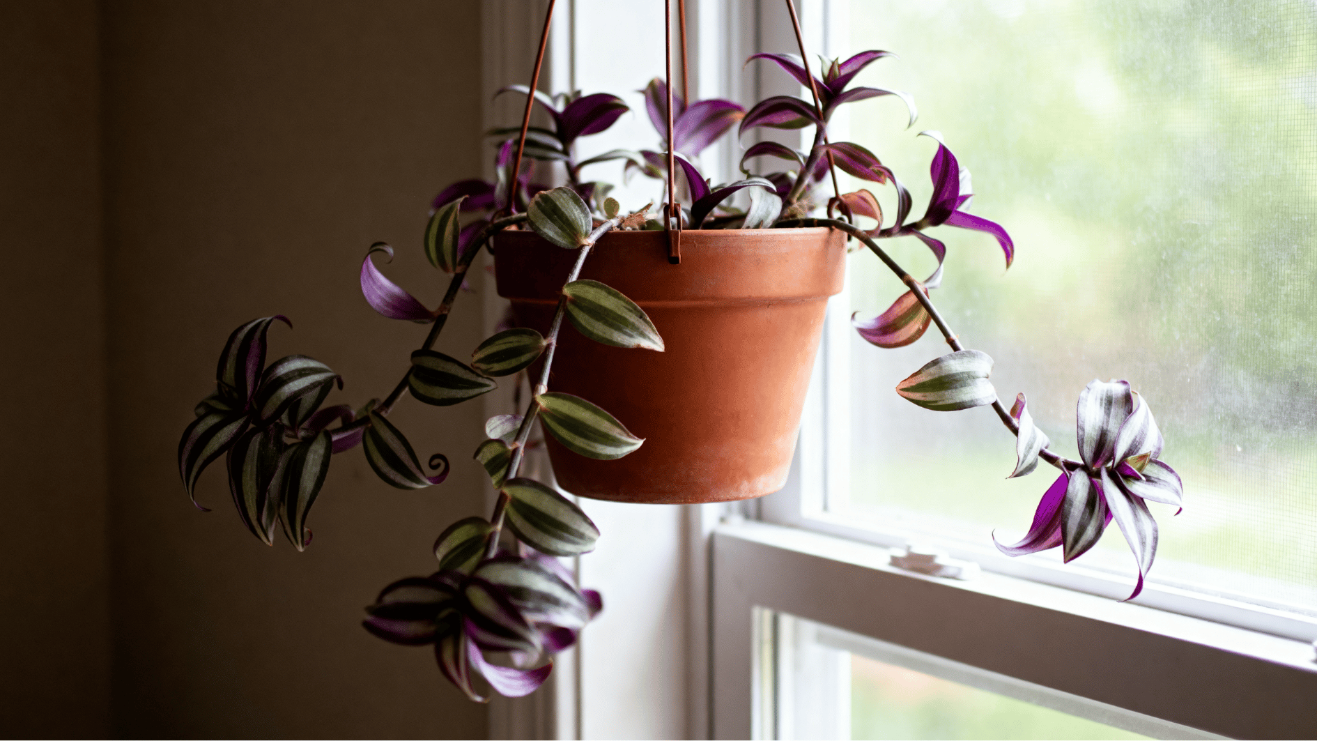real life unedited indoor smartphone photo of tradescantia zebrina in terracotta hanging pot near window purple striped trailing leaves leaves