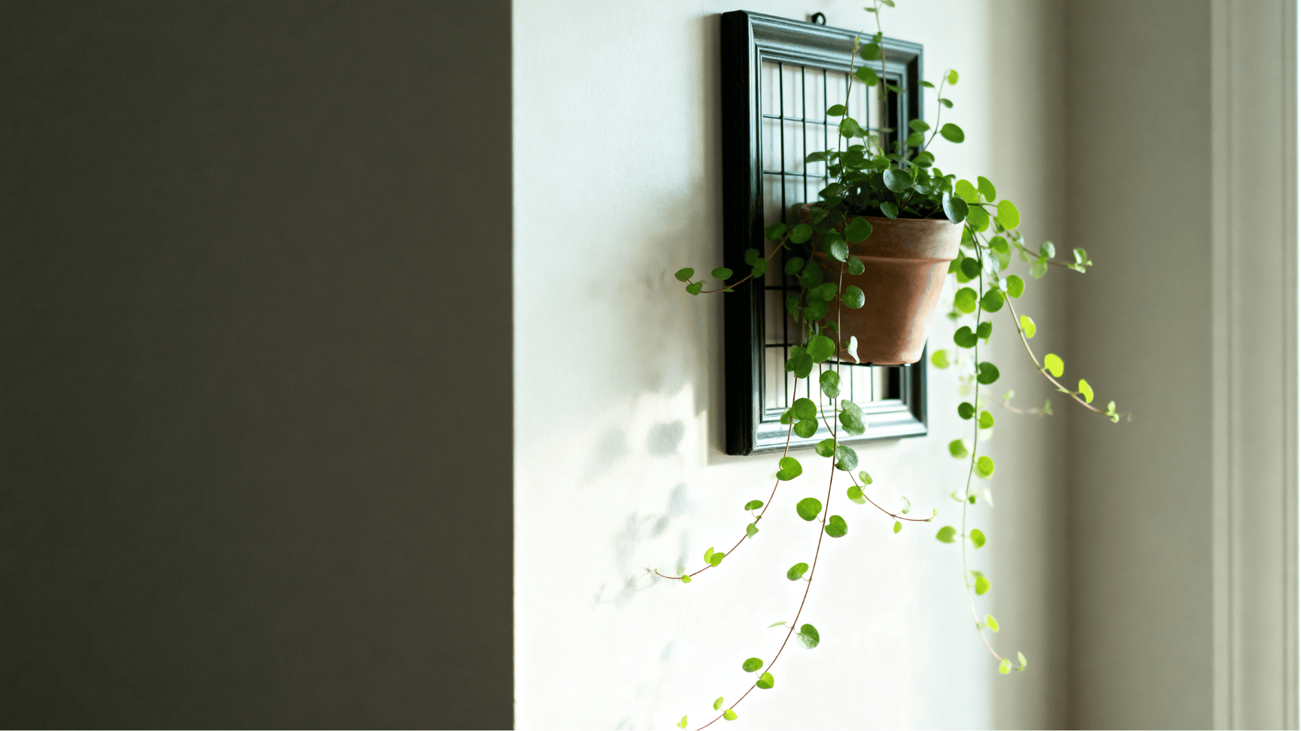 realistic indoor creeping fig plant in pot climbing wall trellis with dense small green leaves natural light warm