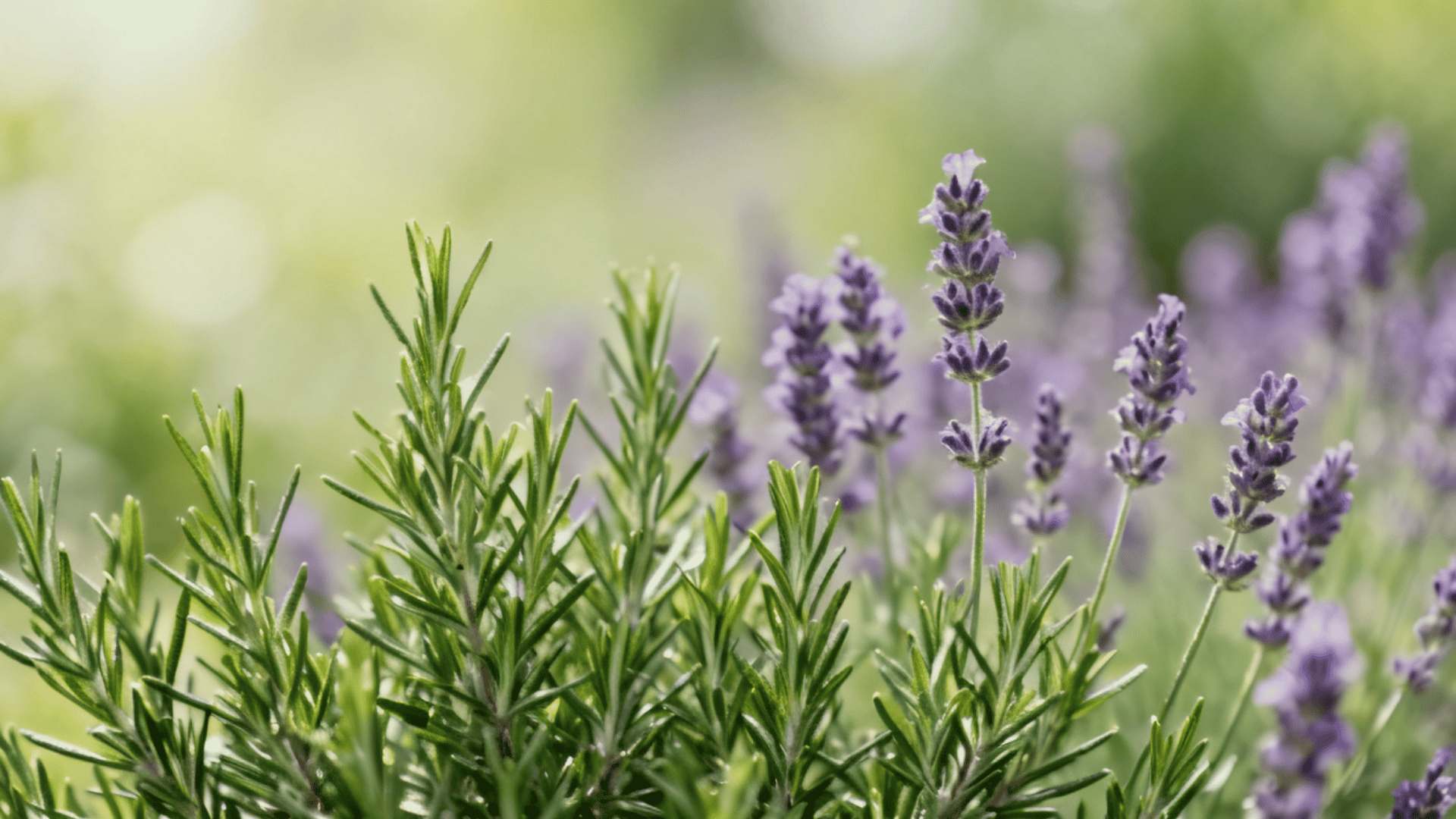 Rosemary and lavender growing together in a sunny herb garden with dry soil conditions.