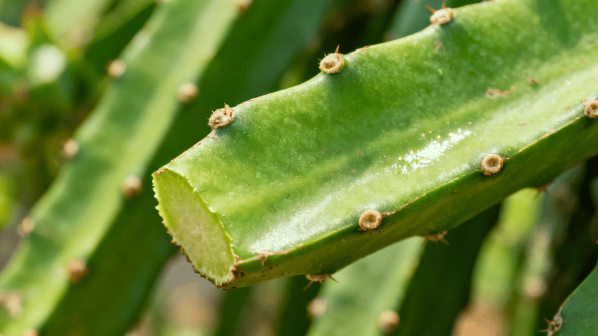 Close-up of healthy green dragon fruit stem cuttings selected for planting propagation.
