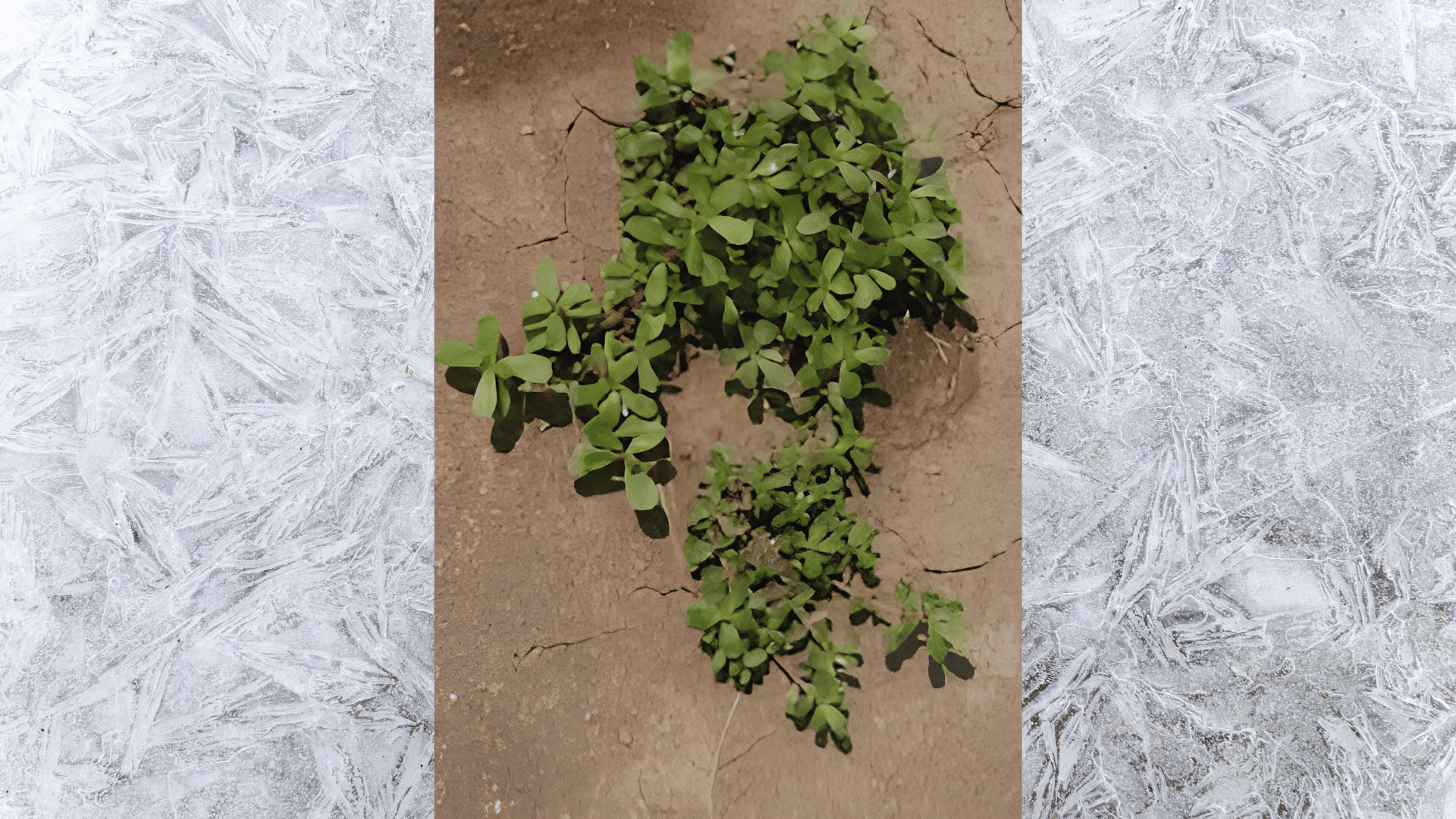 small cluster of green weeds growing through dry cracked soil in close-up natural outdoor light garden ground detail