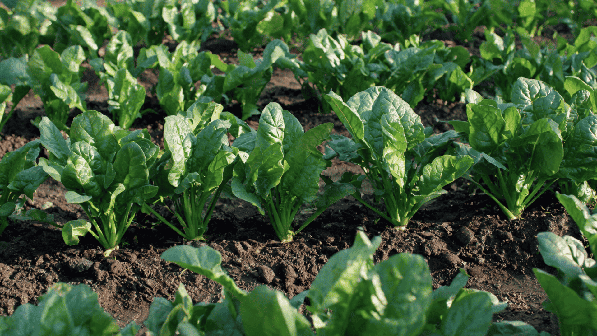 Spinach plants with broad green leaves growing in a vegetable garden bed.