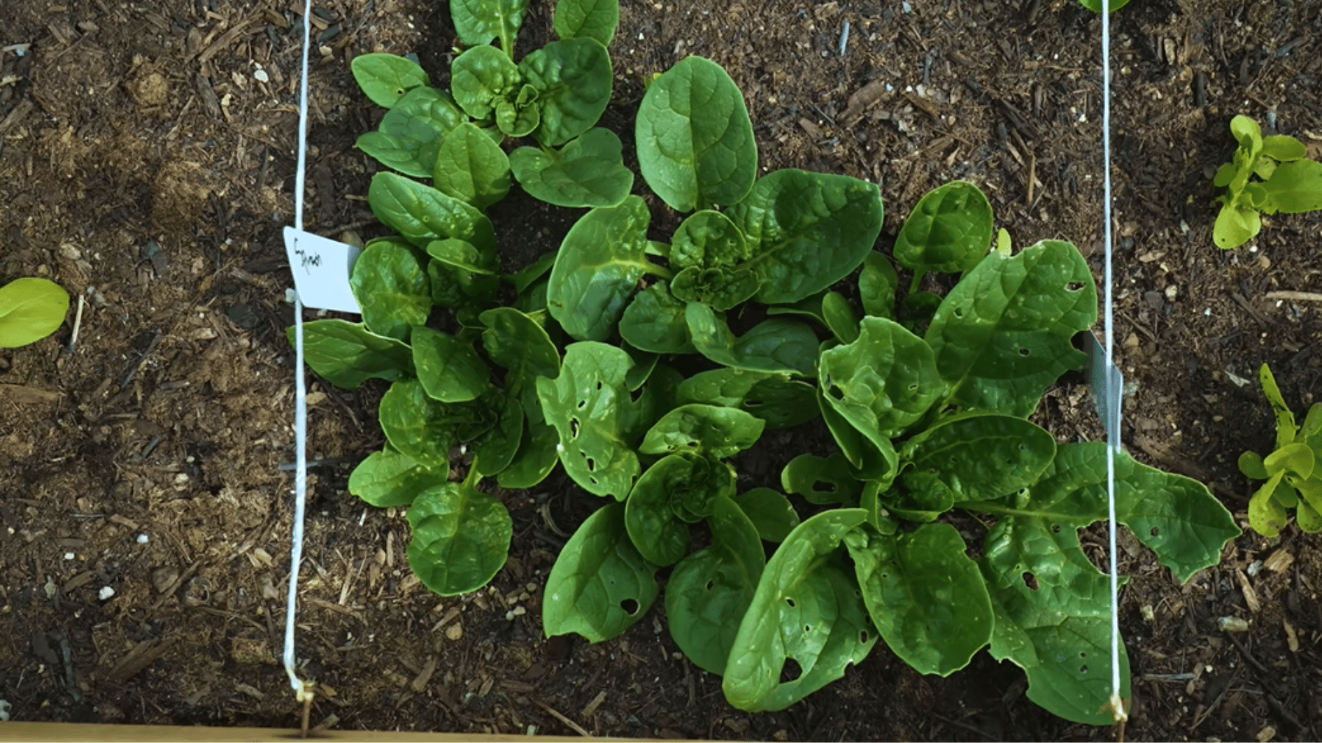 spinach plants growing in raised garden bed with healthy green leaves and minor insect damage
