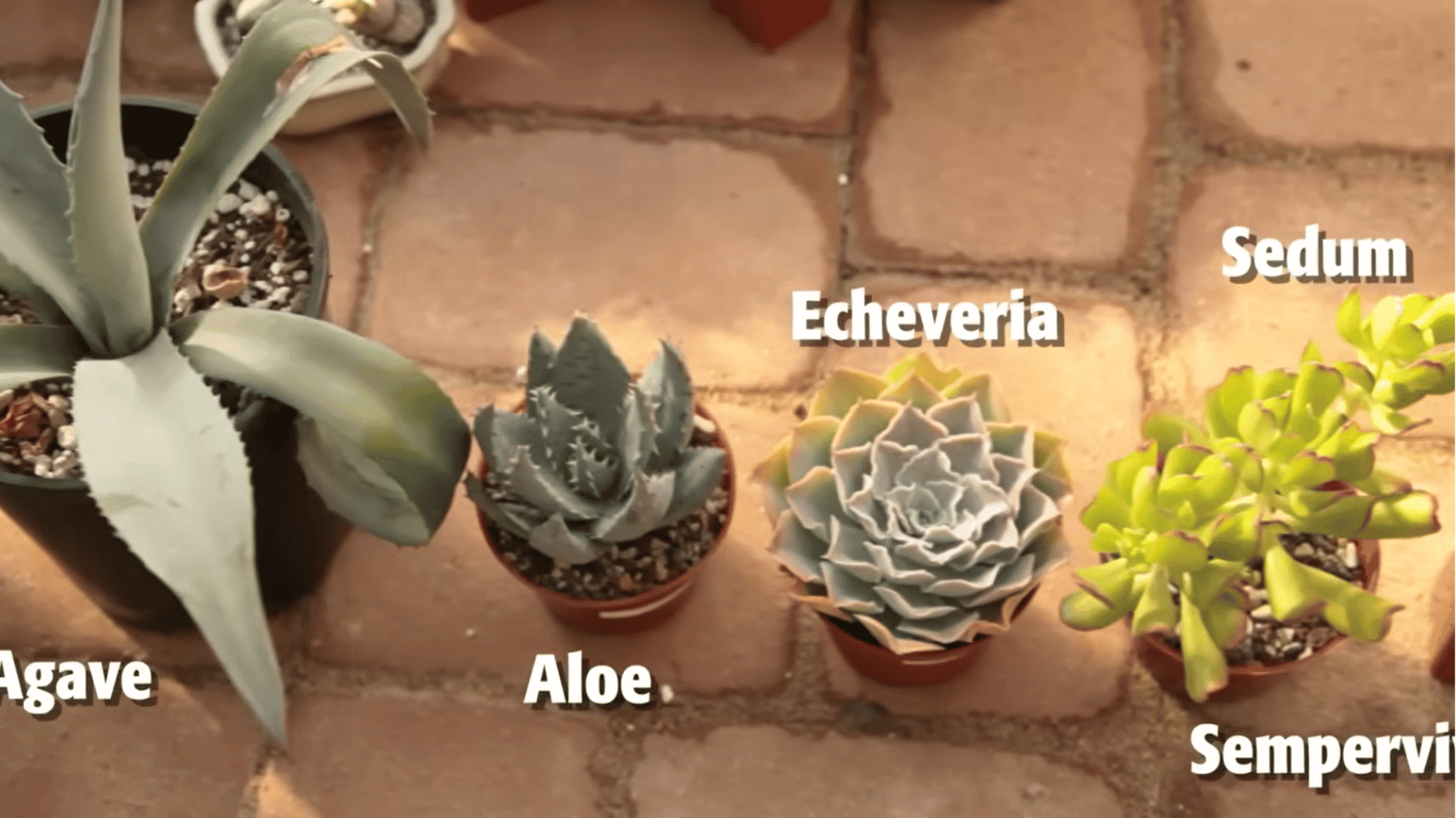 succulent varieties including agave aloe echeveria and sedum arranged for planning