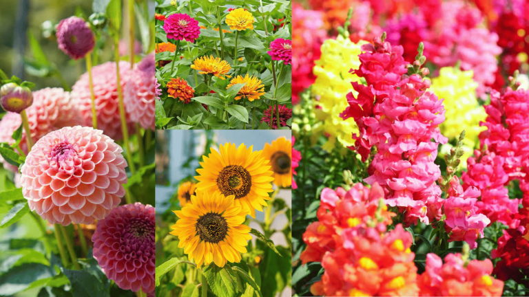 summer flowers that bloom annually, brightly coloured large and small flowers, green fields and vibrant flowers