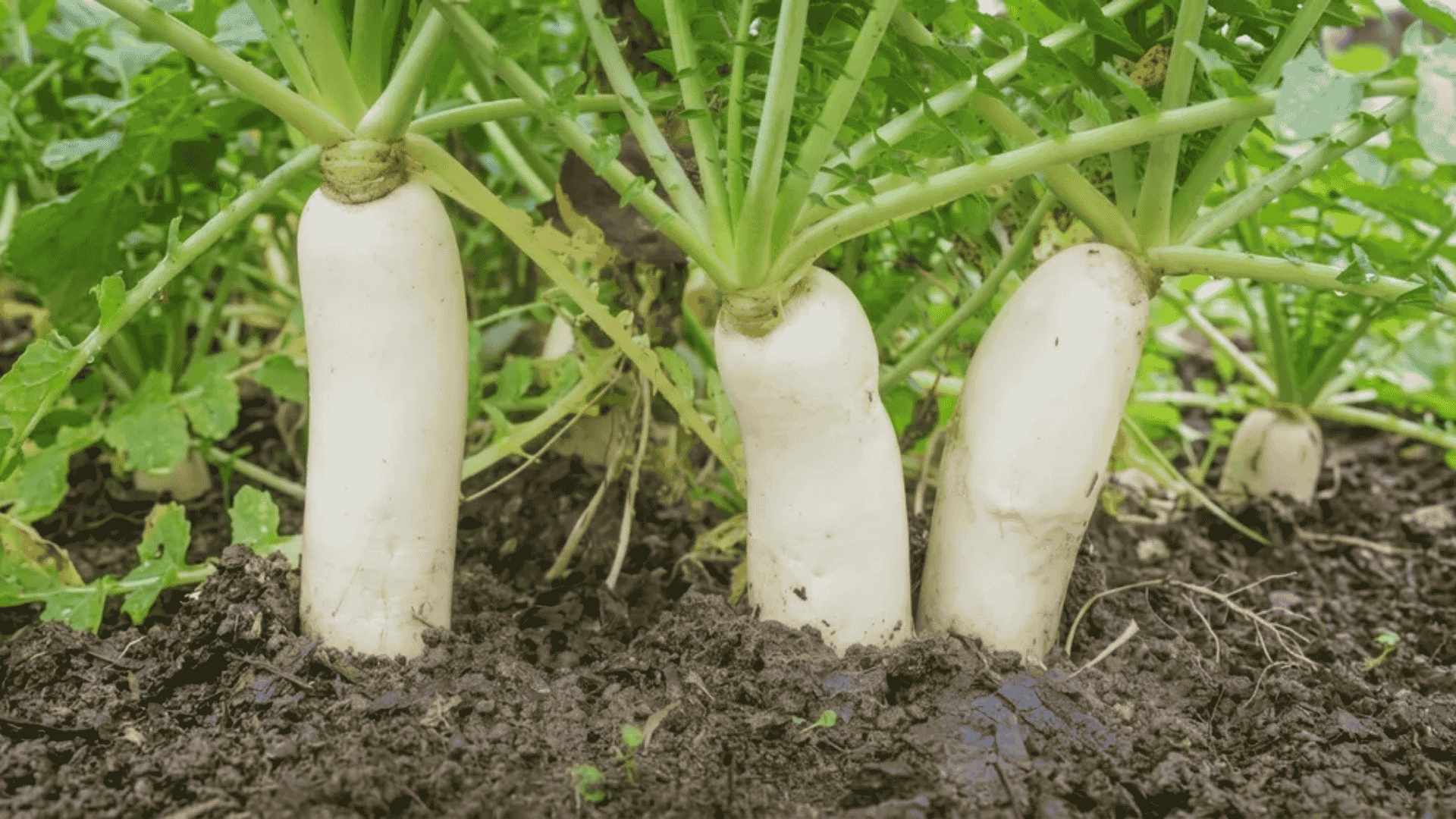 Three white daikon radishes partially above soil with green tops in a garden bed.