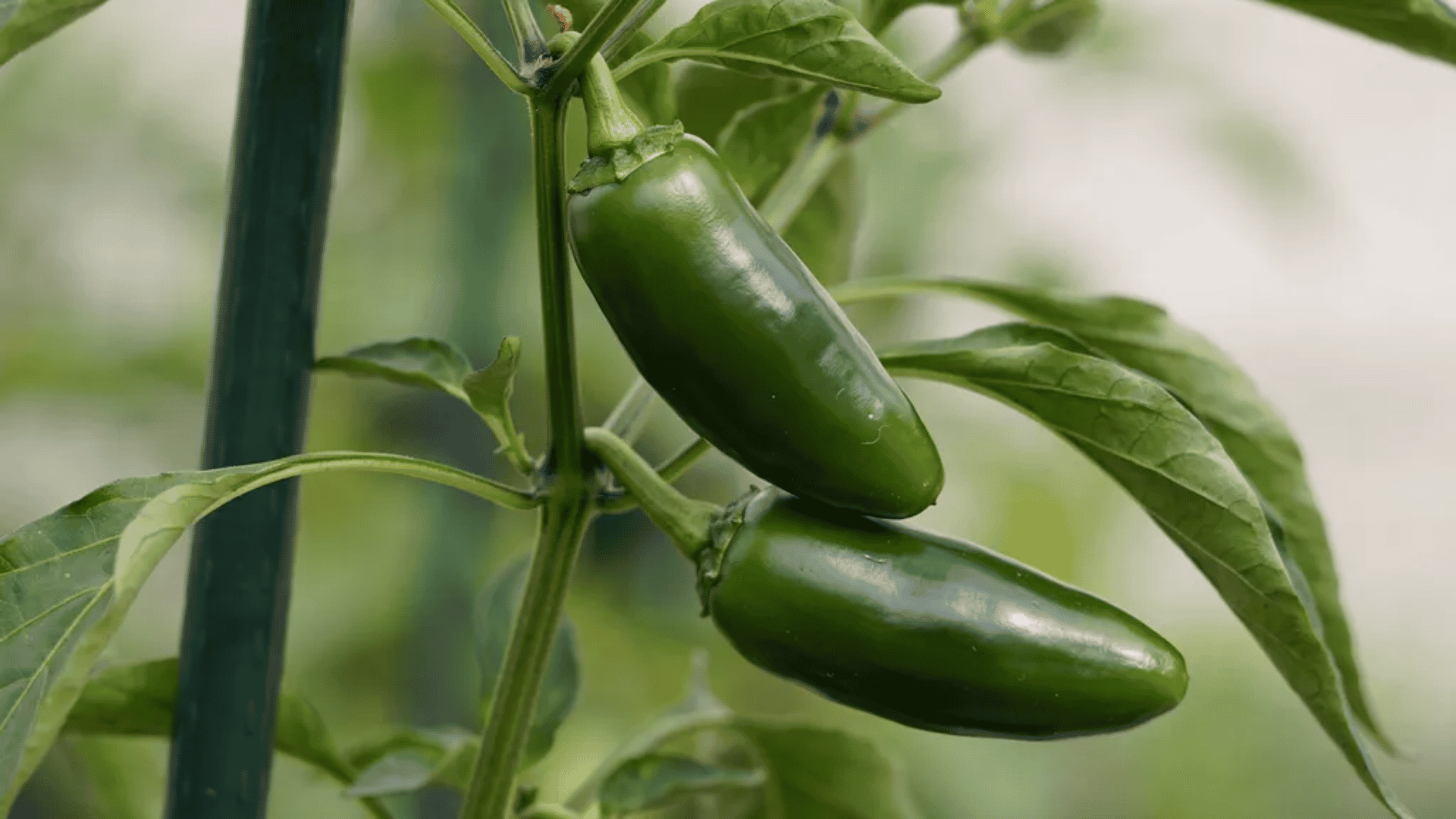 Two green jalapeño peppers growing on a plant stem with leaves in the background.