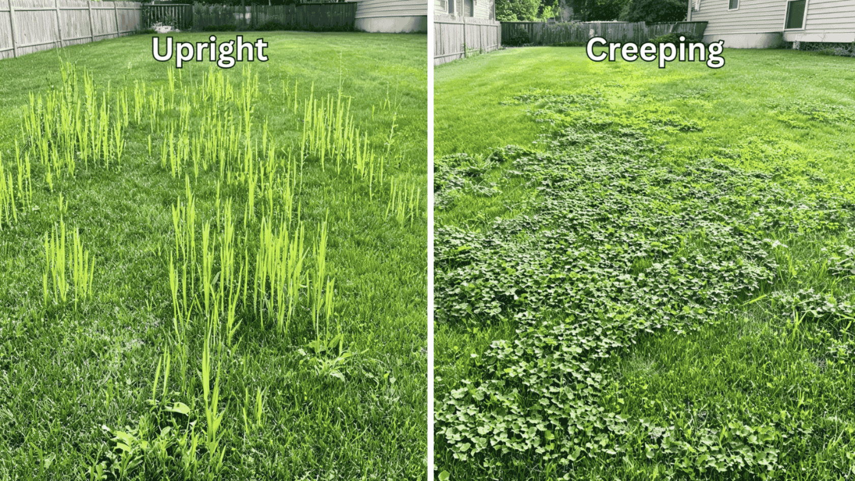 upright-vs-creeping