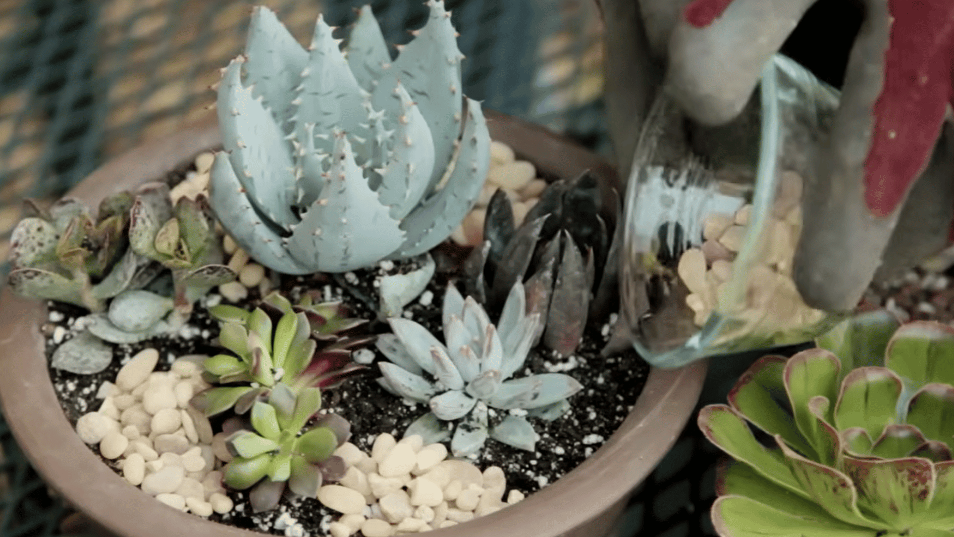 watering and adding decorative stones to finished succulent container garden