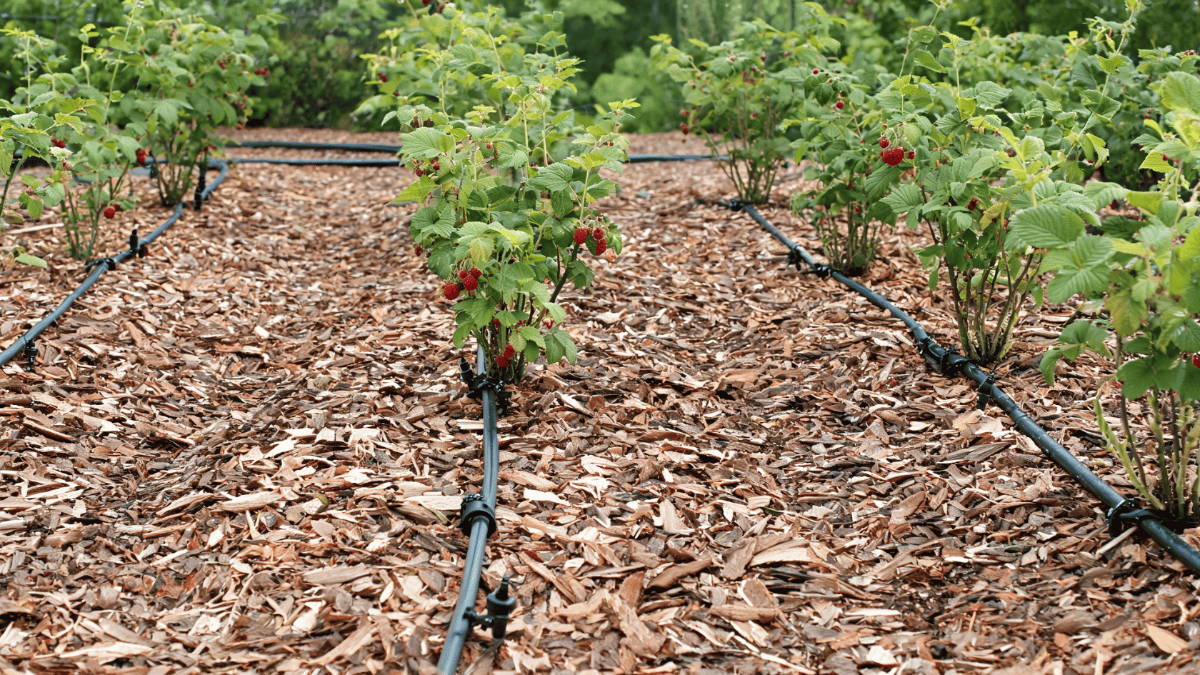 Raspberry plants growing in mulch with drip irrigation lines between the rows