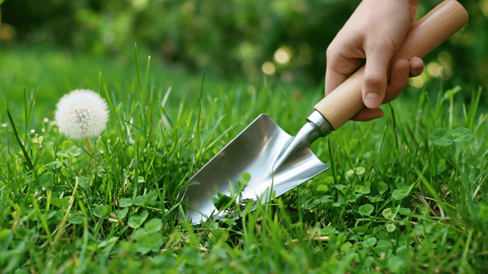 Hand using a small garden trowel removing weeds from a grassy lawn with clover and a dandelion seed head nearby.