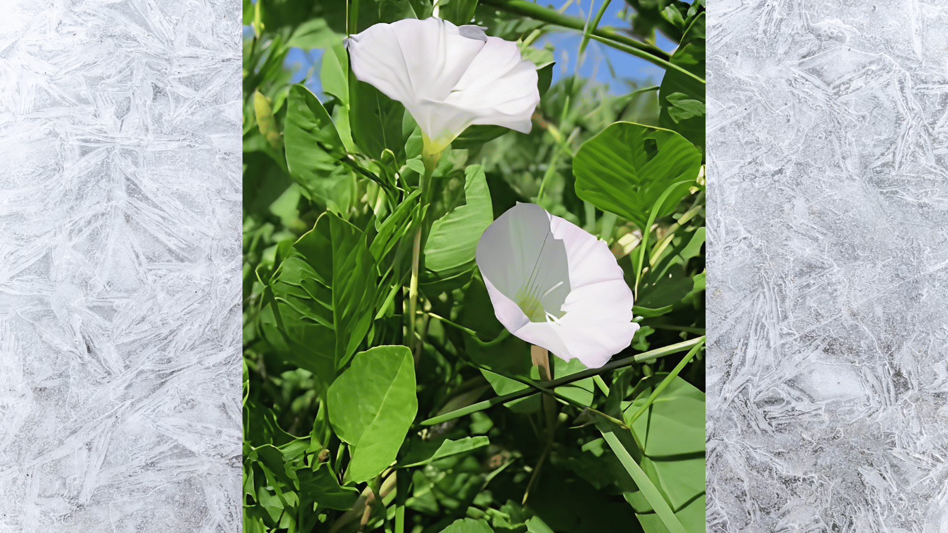 white bindweed flowers blooming on green vine with leaves in garden close-up